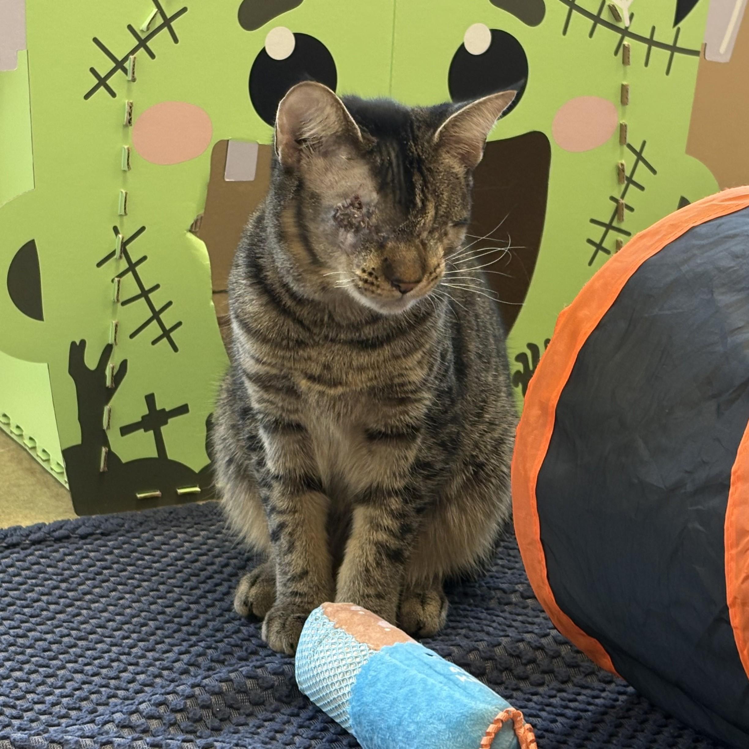Enlarge Christopher & Willow Croissant, a Adopted Domestic Short Hair in Eatontown, NJ image 5/6