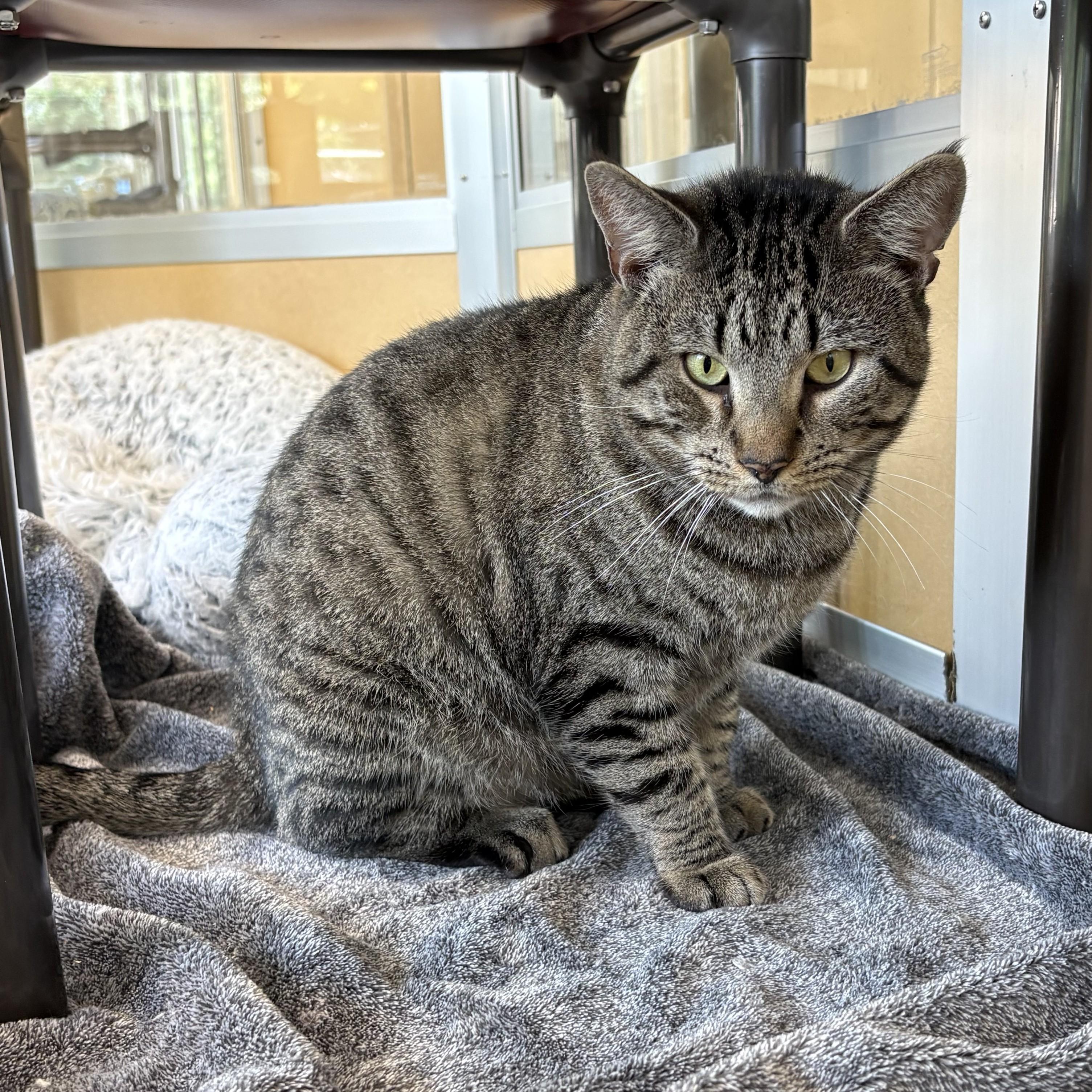 Enlarge Christopher & Willow Croissant, a Adopted Domestic Short Hair in Eatontown, NJ image 4/6