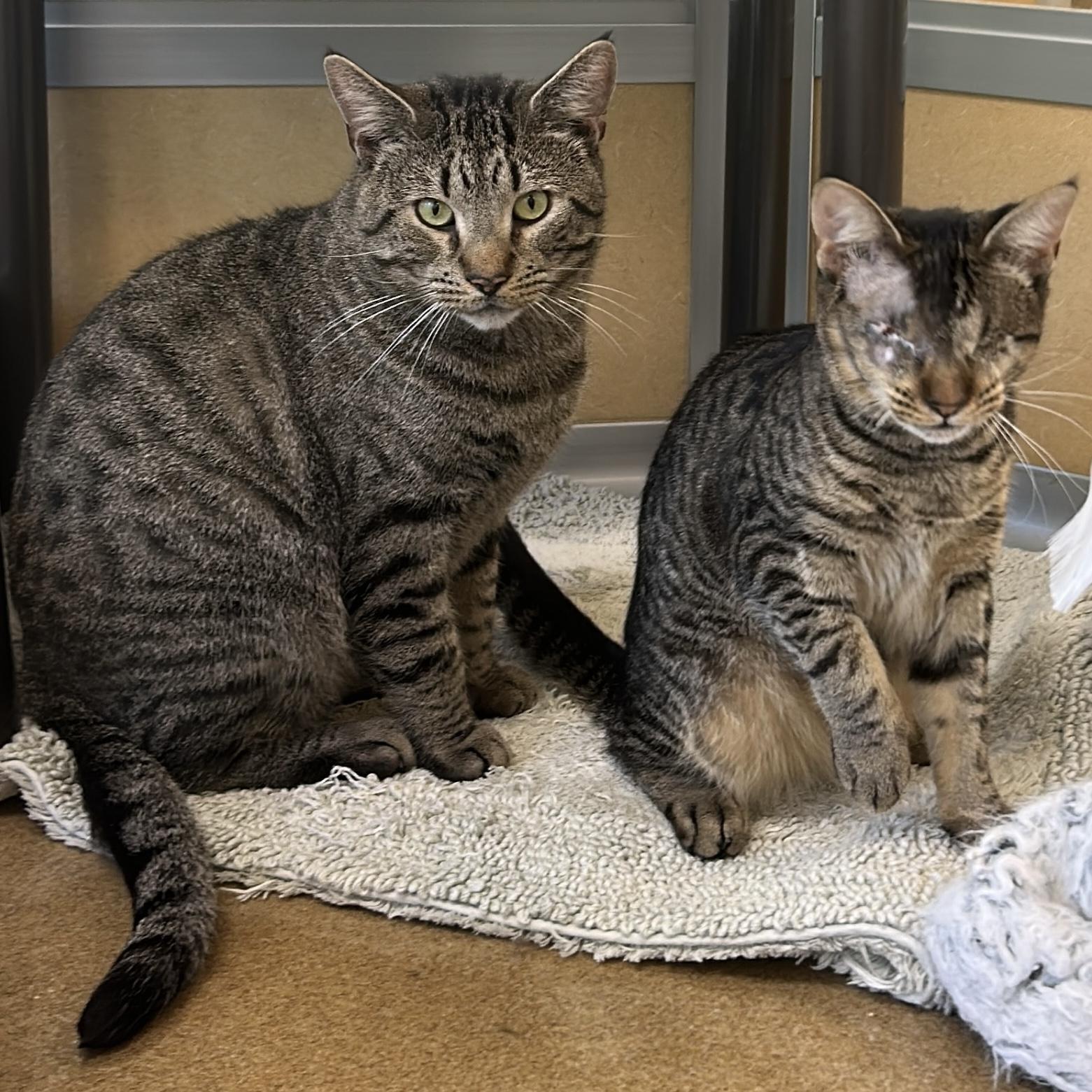 Christopher & Willow Croissant, Adopted, Adult Male Domestic Short Hair.