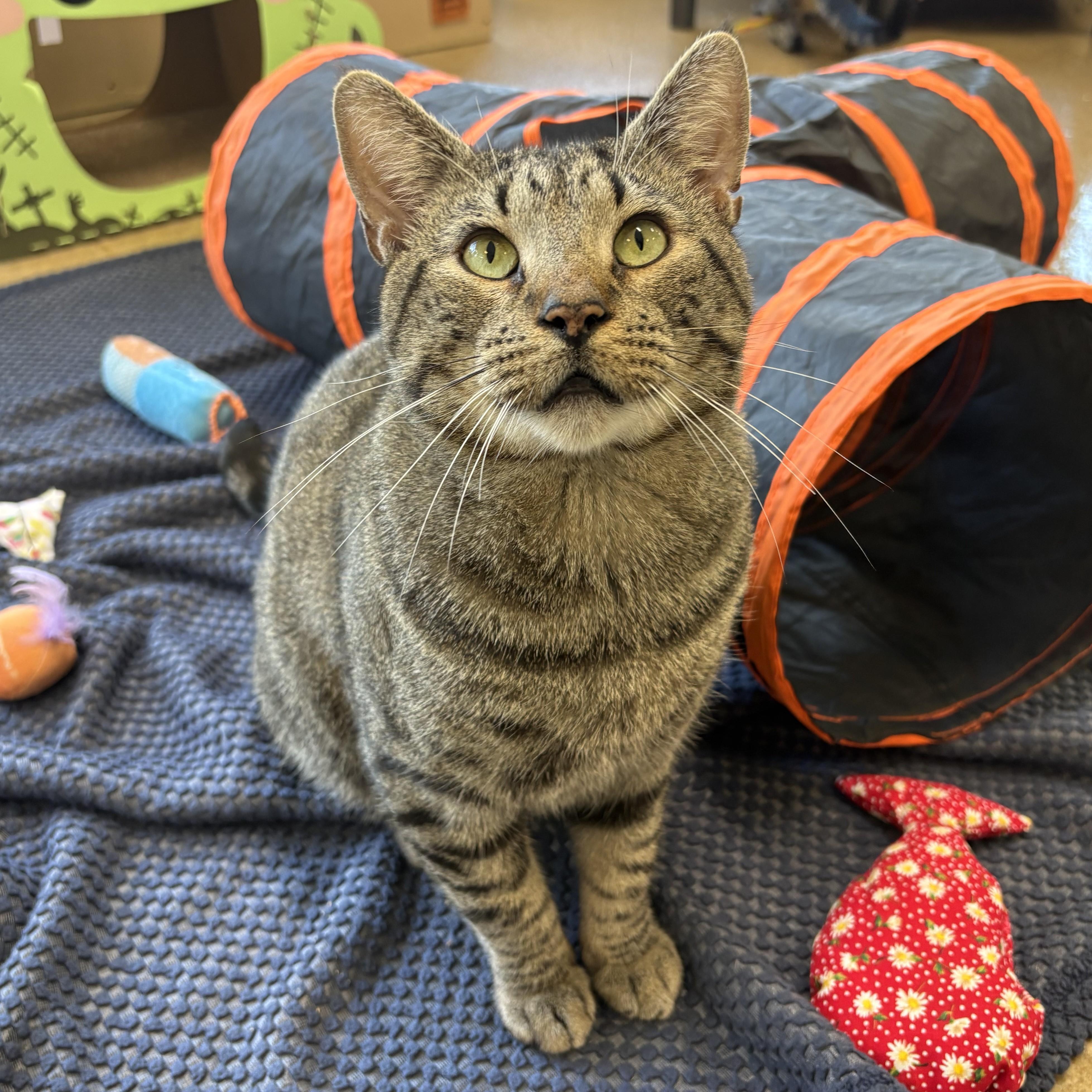 Enlarge Christopher & Willow Croissant, a Adopted Domestic Short Hair in Eatontown, NJ image 2/6