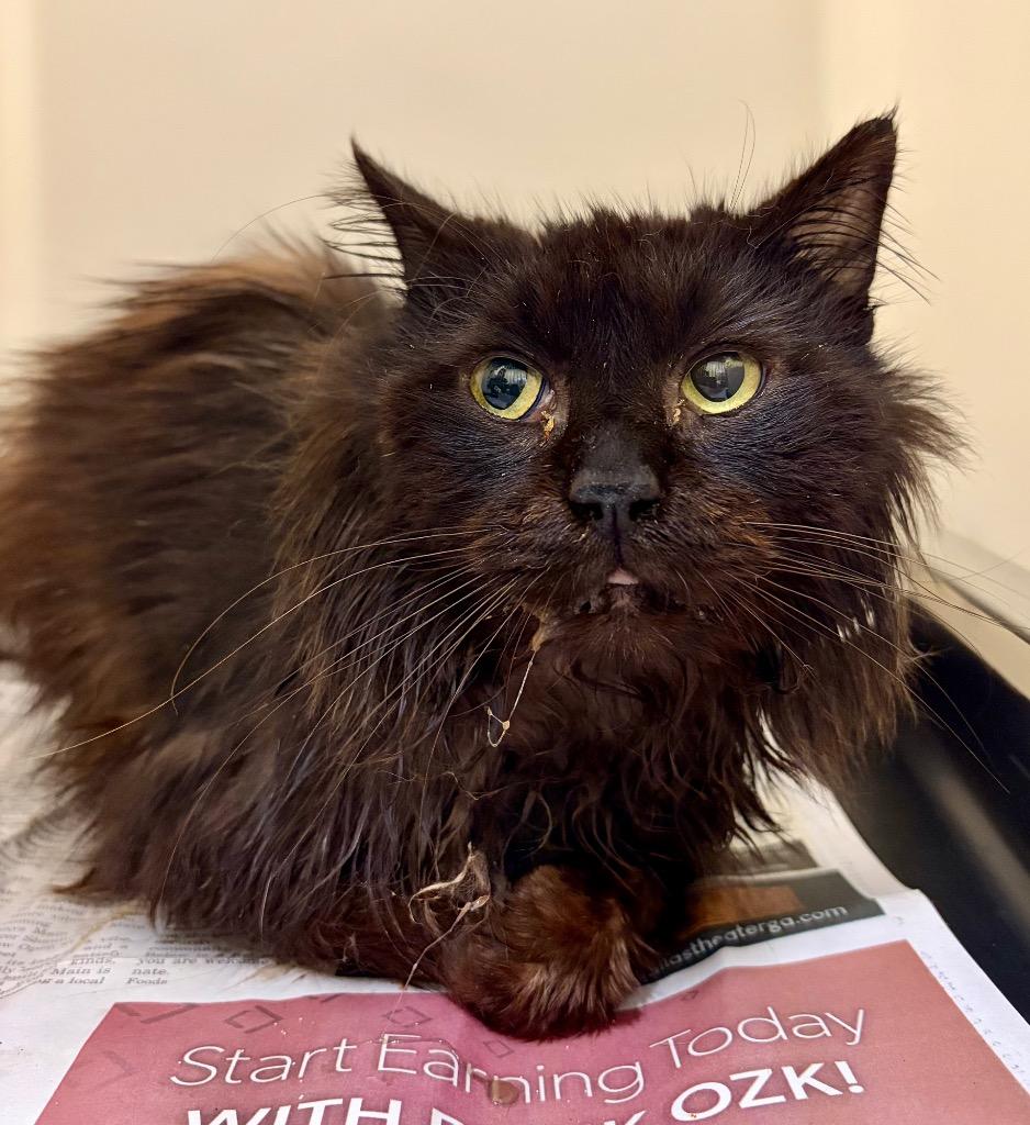 Victor, Adoptable, Adult Male Domestic Long Hair.