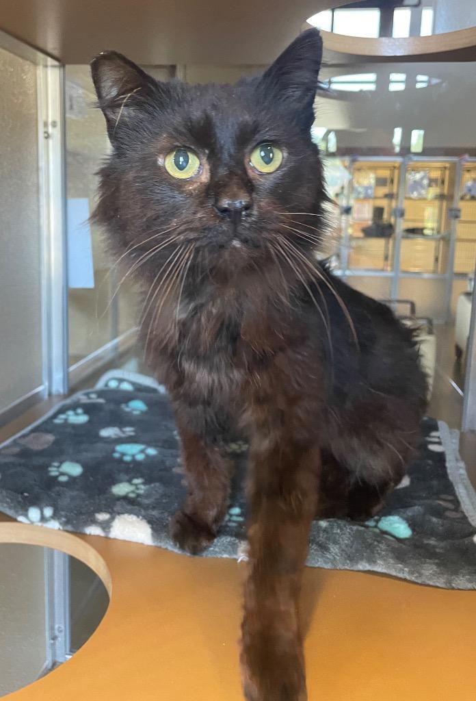 Enlarge Victor, a Adoptable Domestic Long Hair in Douglasville, GA image 2/3