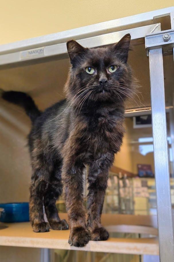 Enlarge Victor, a Adoptable Domestic Long Hair in Douglasville, GA image 3/3