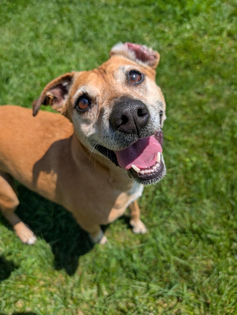 Chica (Kanga), a Adoptable Terrier in New Manchester, WV image 4/6