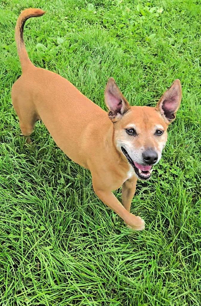 Chica (Kanga), a Adoptable Terrier in New Manchester, WV image 4/6