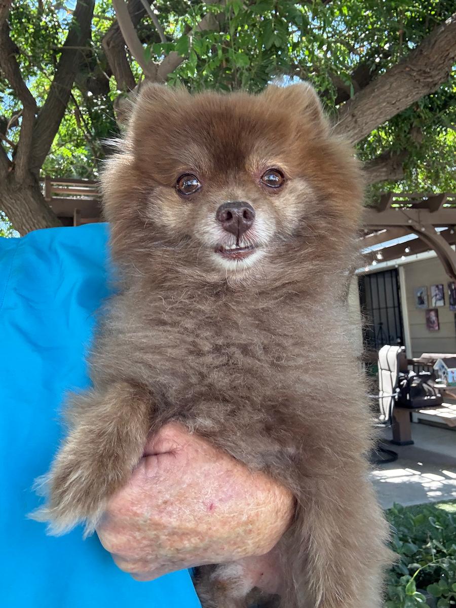 Teddy, an adopted Pomeranian in Temecula, CA_image-1