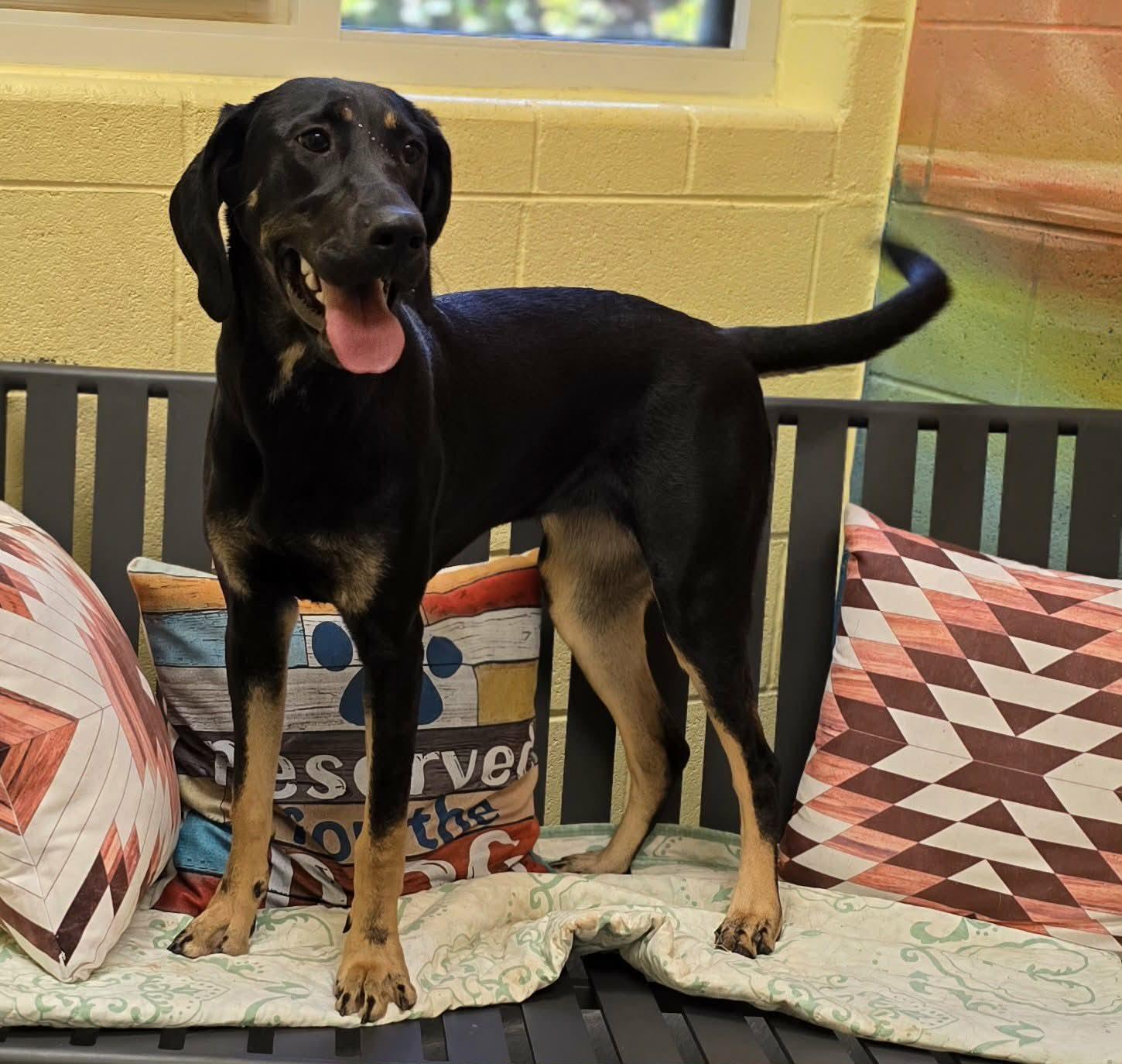 Enlarge Twinkie, a ADOPTABLE mixed breed in Amherst, VA image 2/6