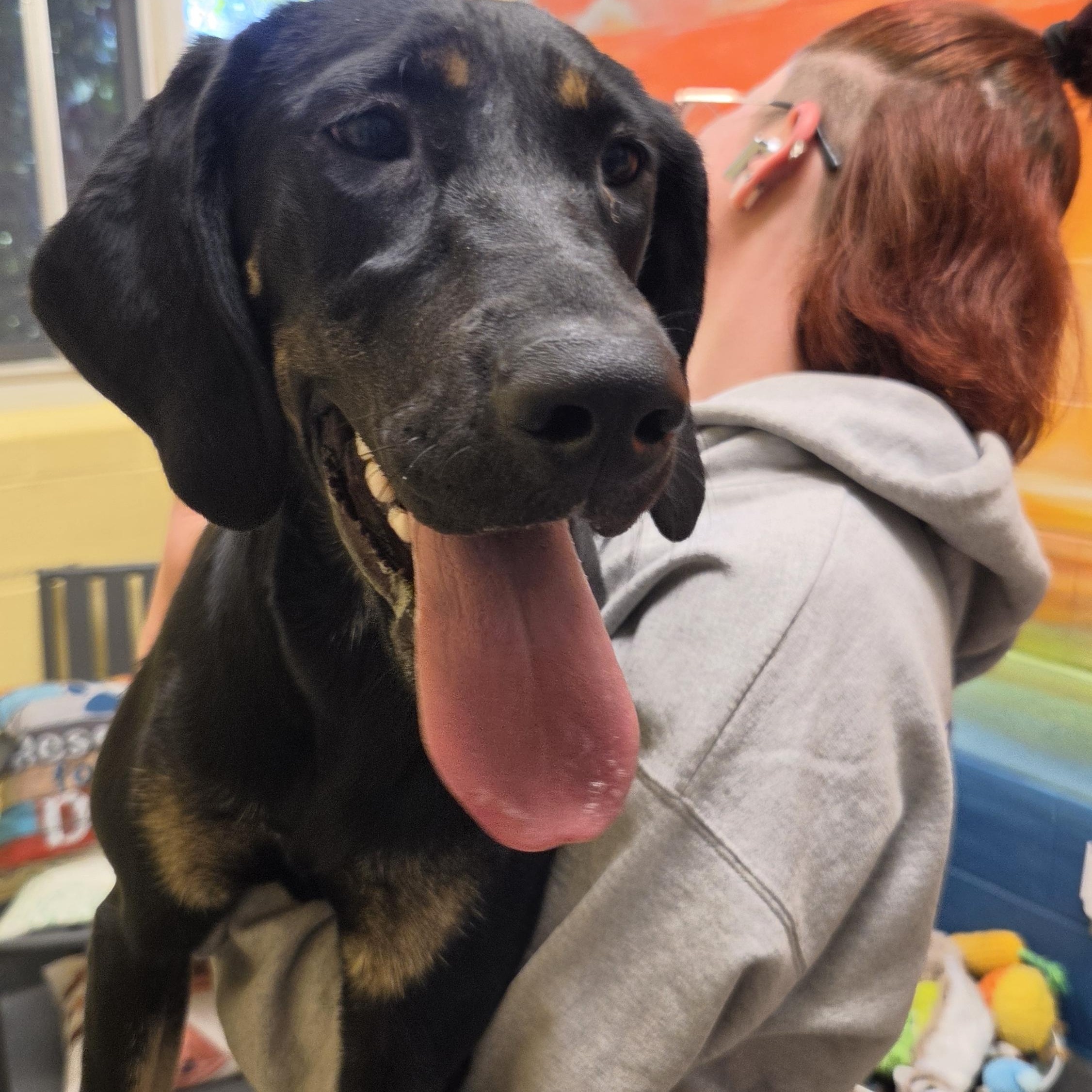 Enlarge Twinkie, a ADOPTABLE mixed breed in Amherst, VA image 4/6