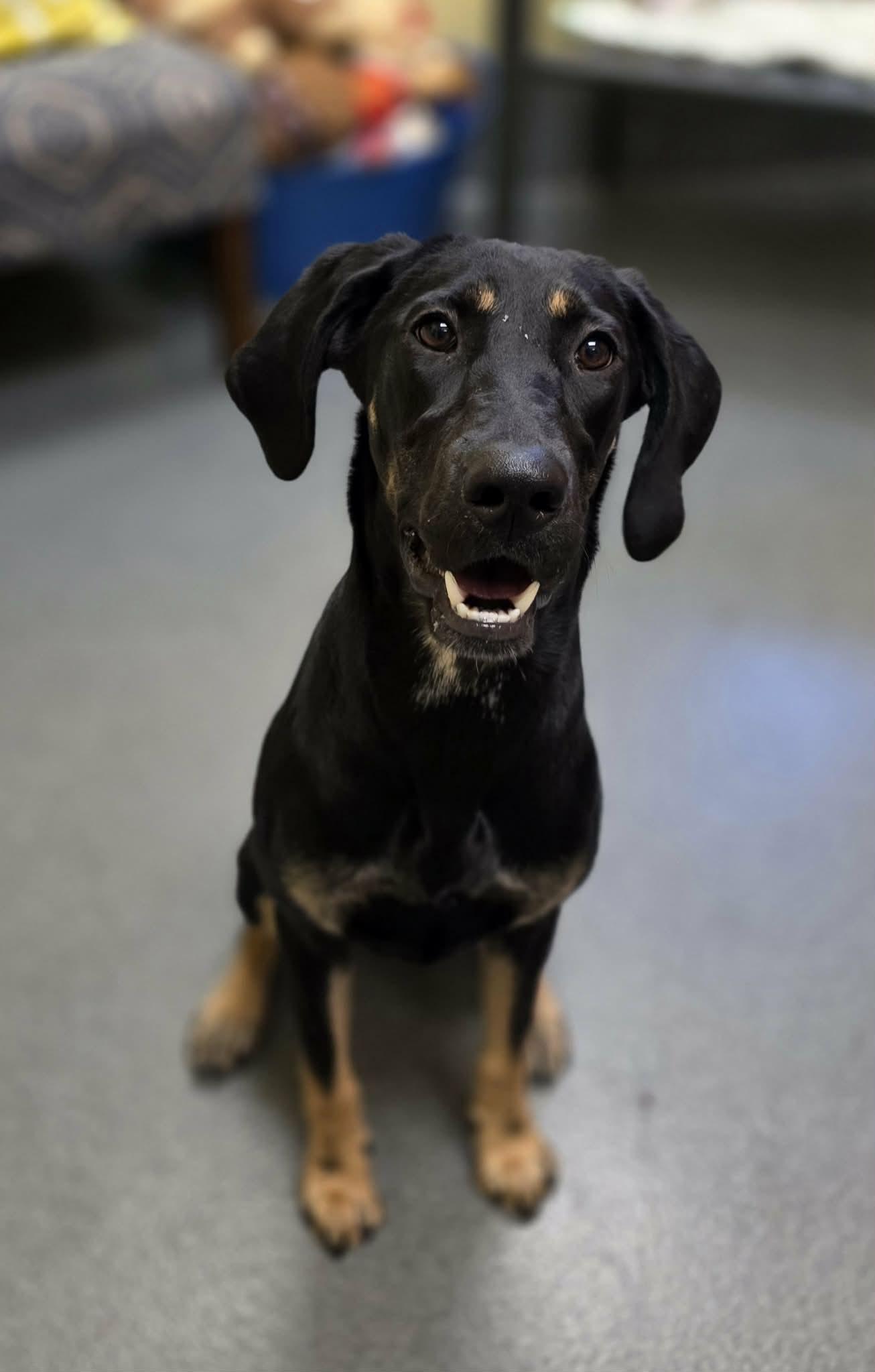 Enlarge Twinkie, a ADOPTABLE mixed breed in Amherst, VA image 3/6