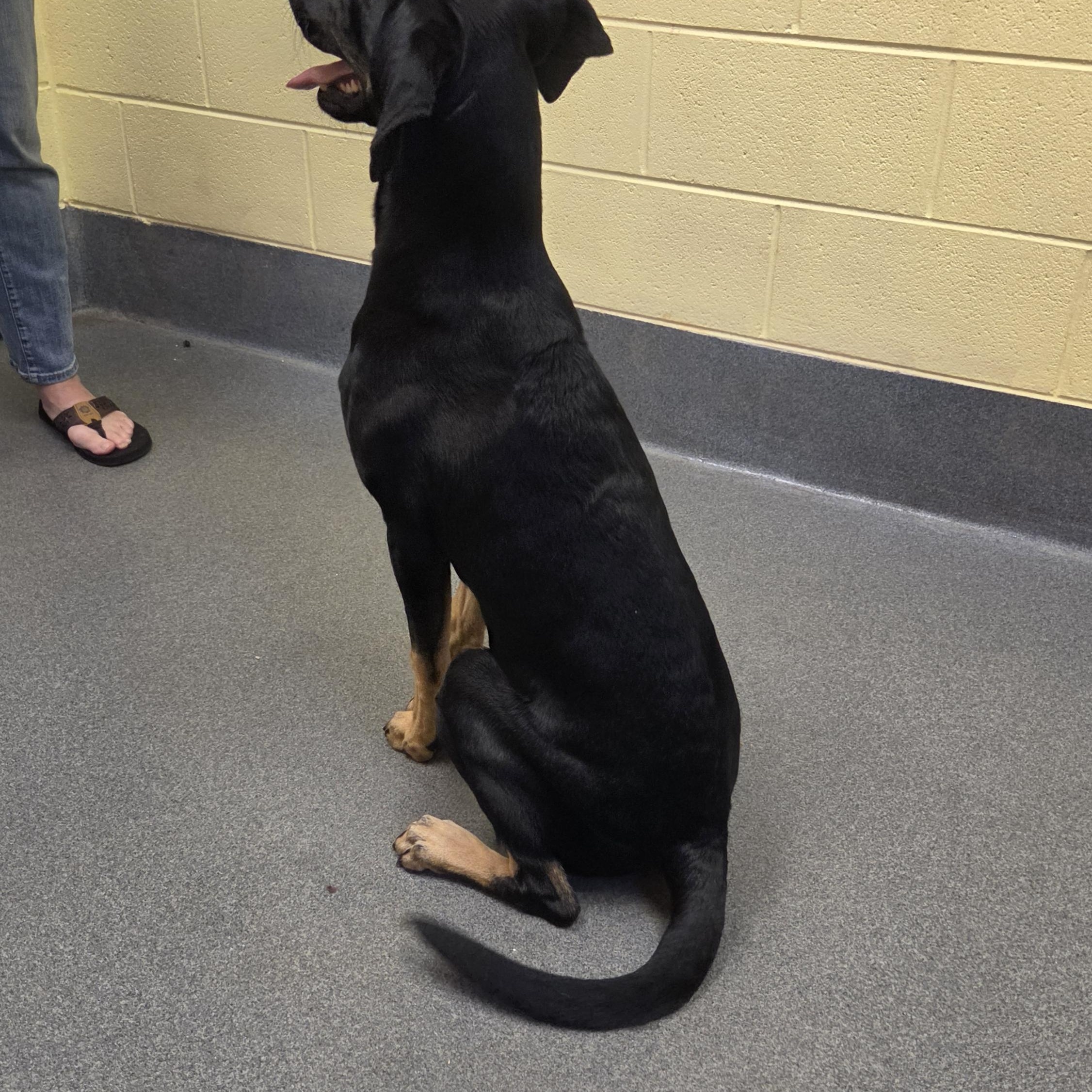 Enlarge Twinkie, a ADOPTABLE mixed breed in Amherst, VA image 5/6