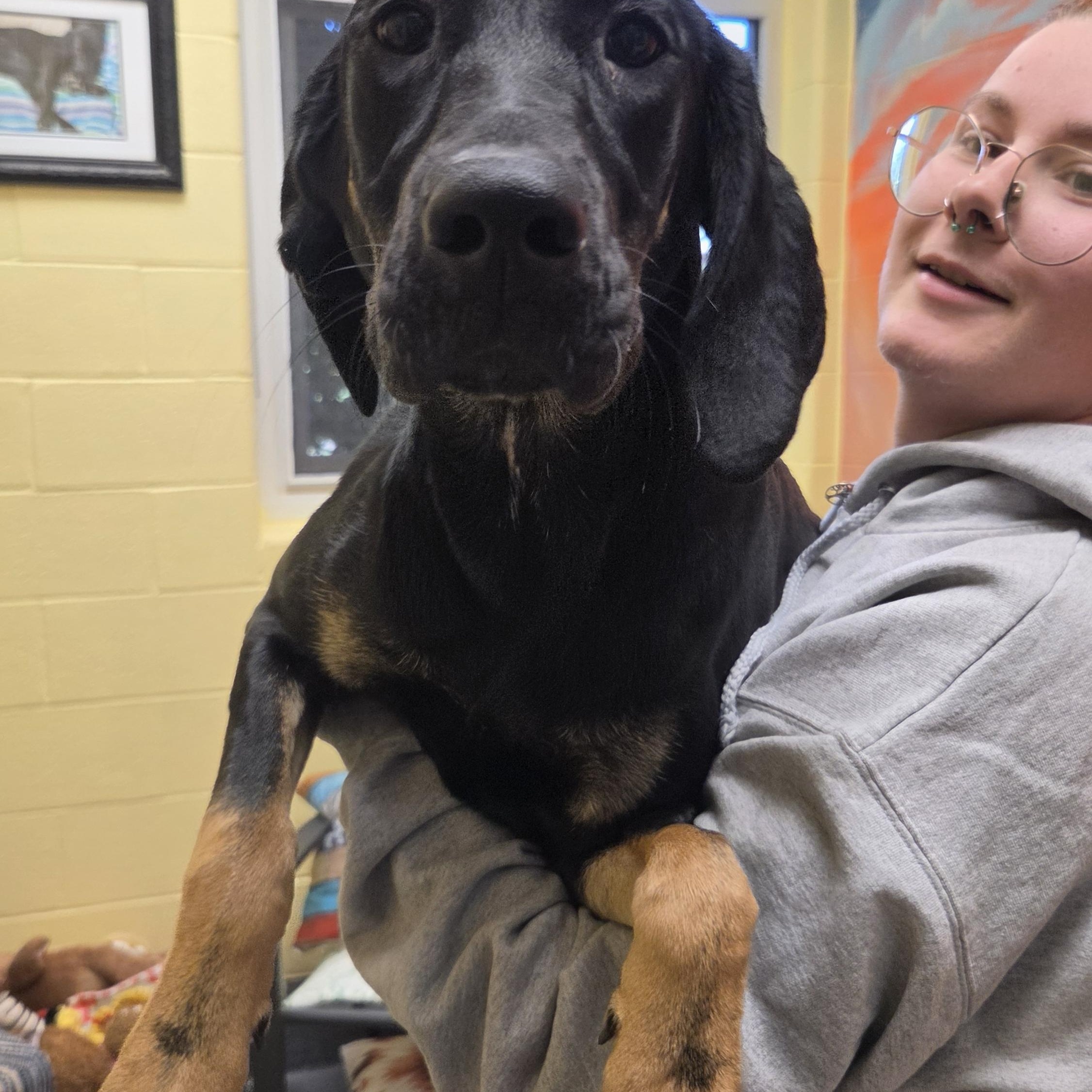 Enlarge Twinkie, a ADOPTABLE mixed breed in Amherst, VA image 6/6