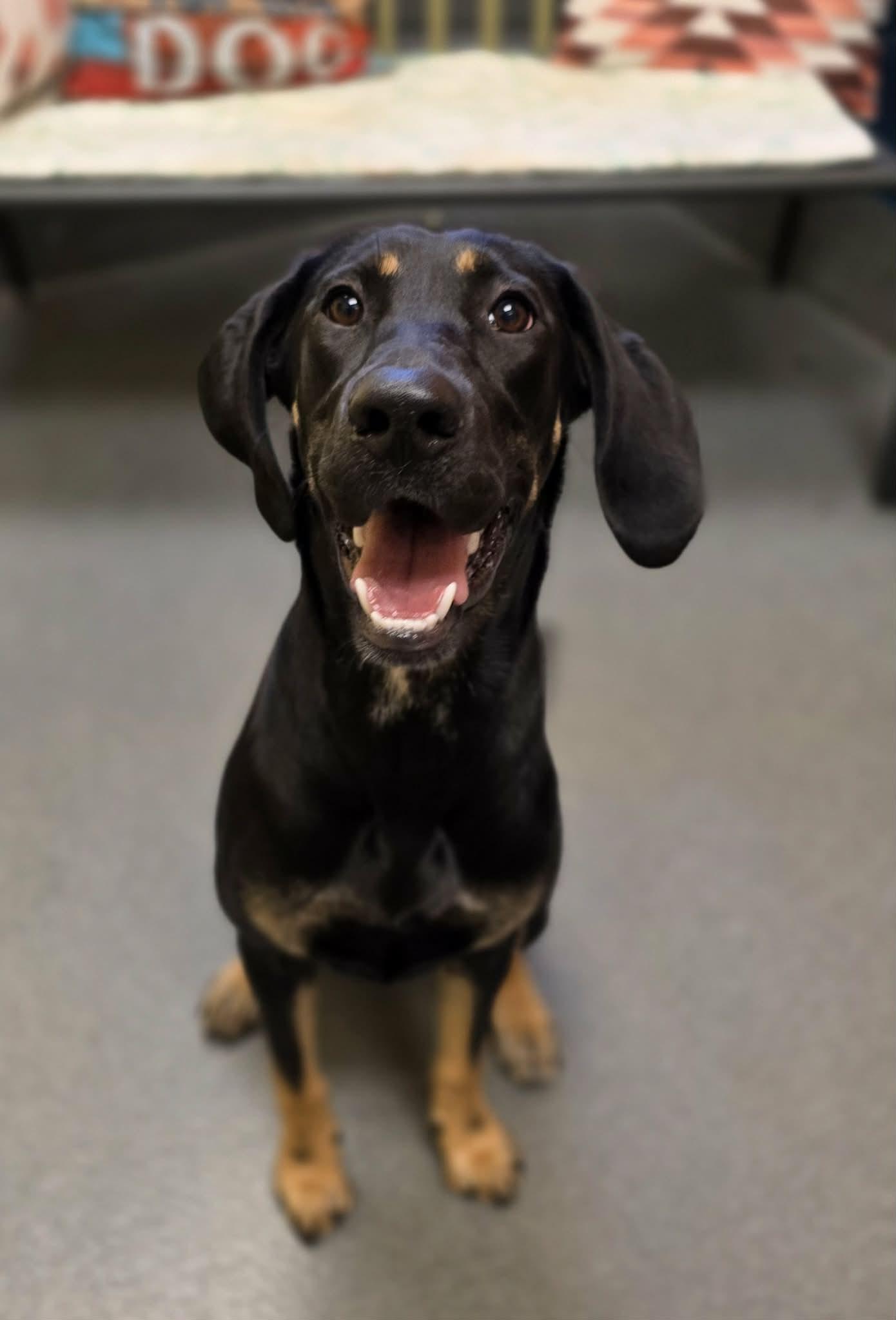 Twinkie, ADOPTABLE, Young Female Hound.