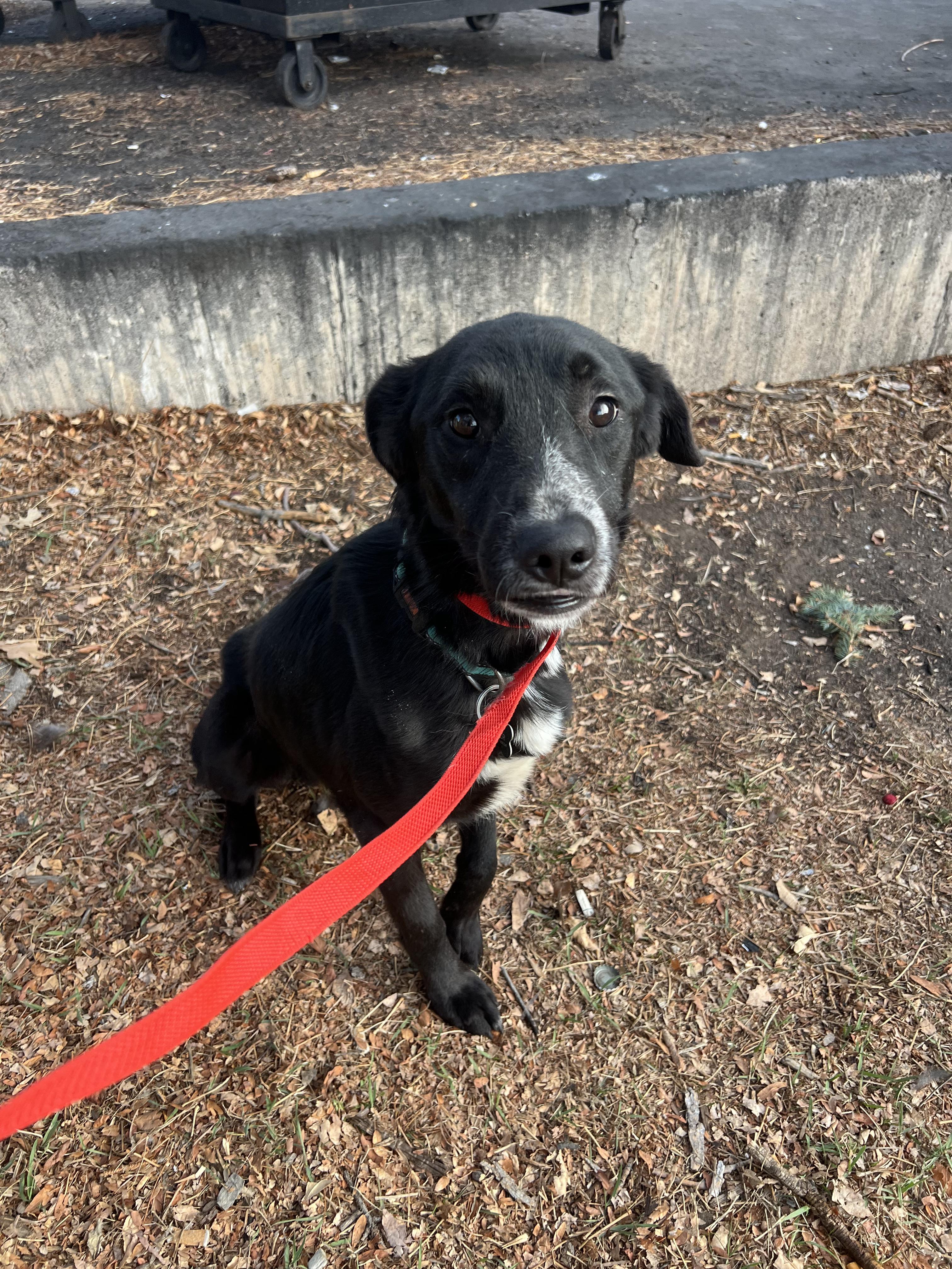 Oscar, Adoptable, Adult Male Border Collie & Black Labrador Retriever.