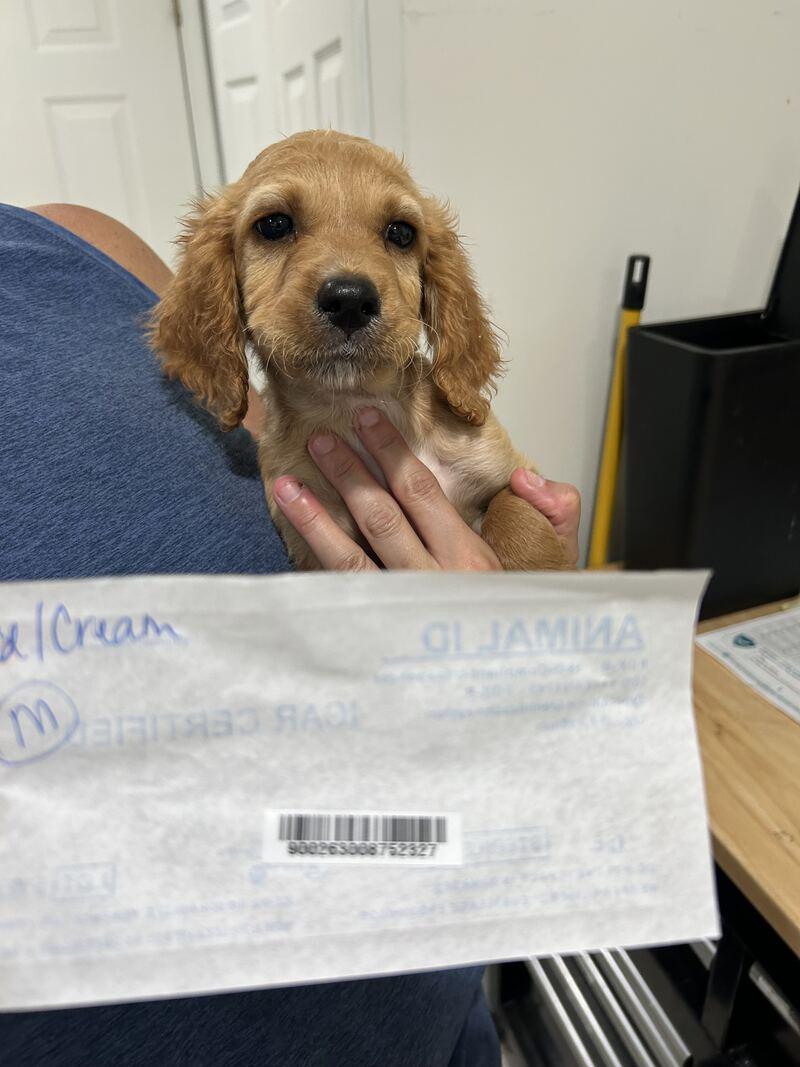 Shayne Topp, adopted, Puppy Male Cavapoo.