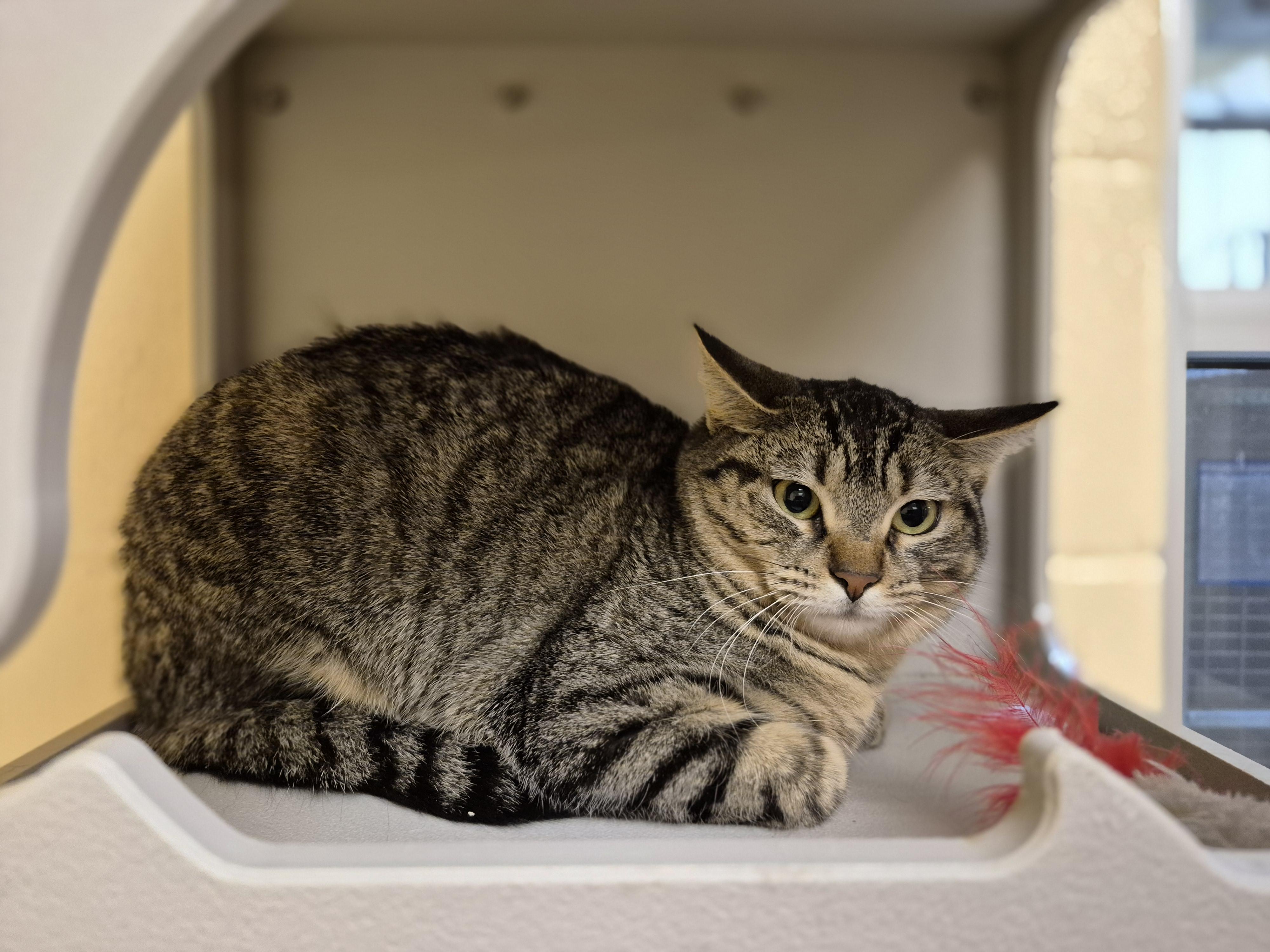Enlarge Samantha , a ADOPTABLE Domestic Short Hair in Schertz, TX image 2/2