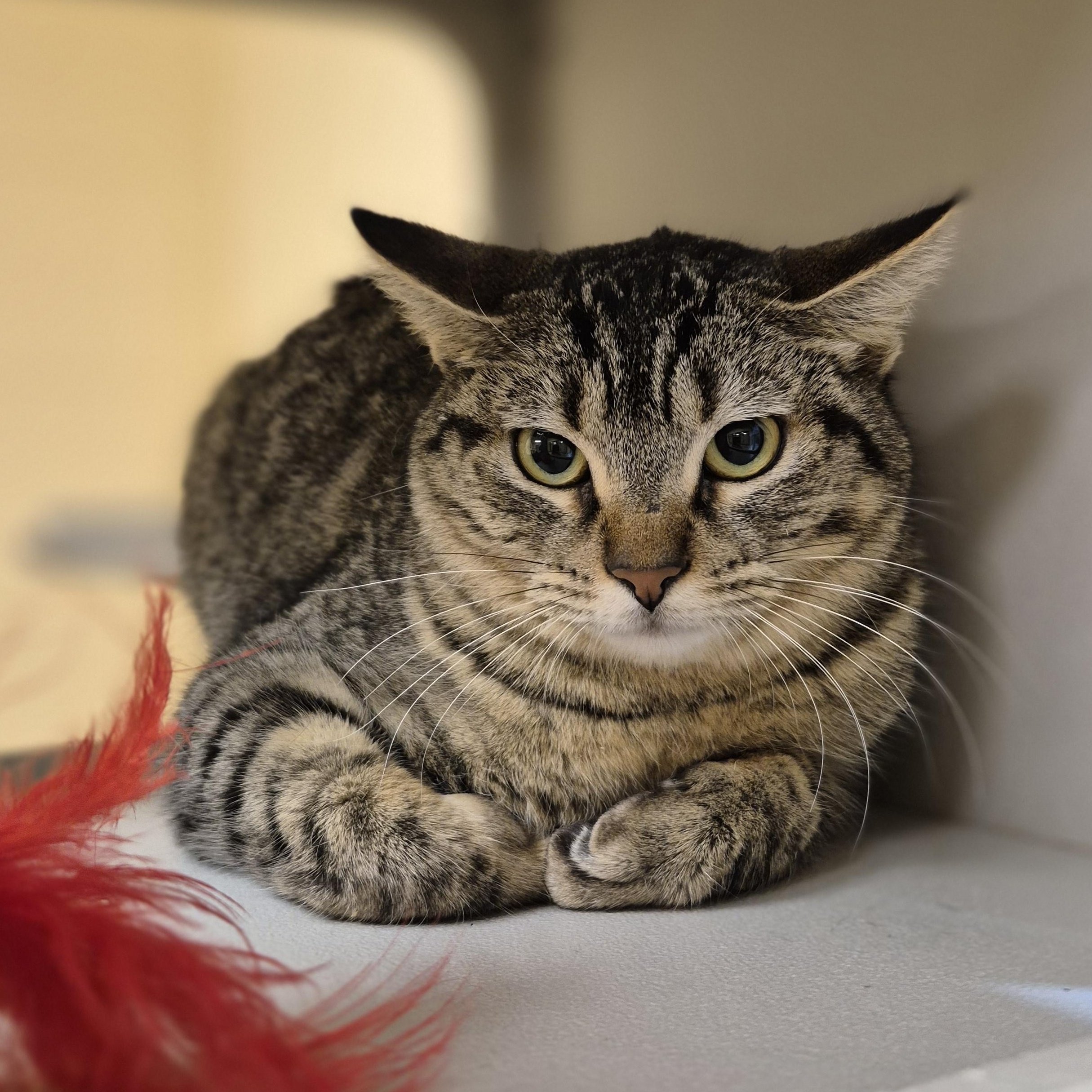 Enlarge Samantha , a ADOPTABLE Domestic Short Hair in Schertz, TX image 1/2