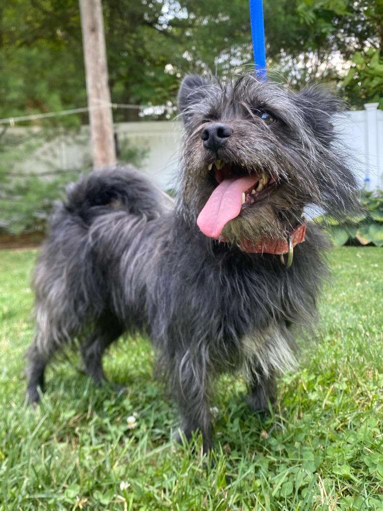 Smidge, Adoptable, Adult Male Chihuahua & Shih Tzu.