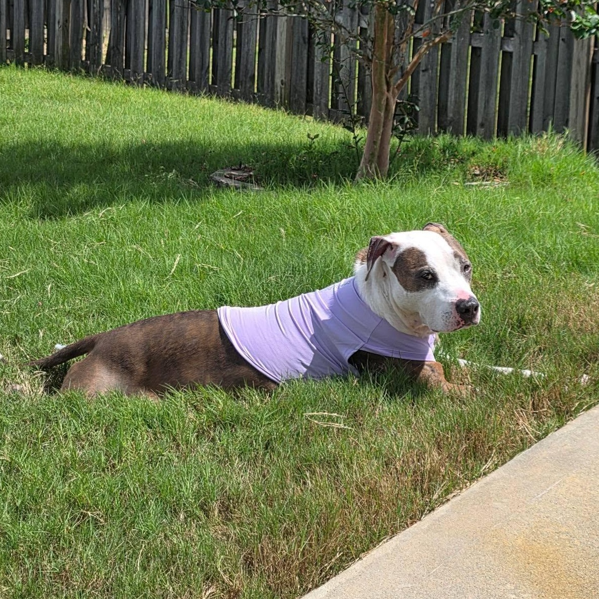 Enlarge Daisy -- Courtesy Post, a Adoptable mixed breed in Frederick, MD image 1/6