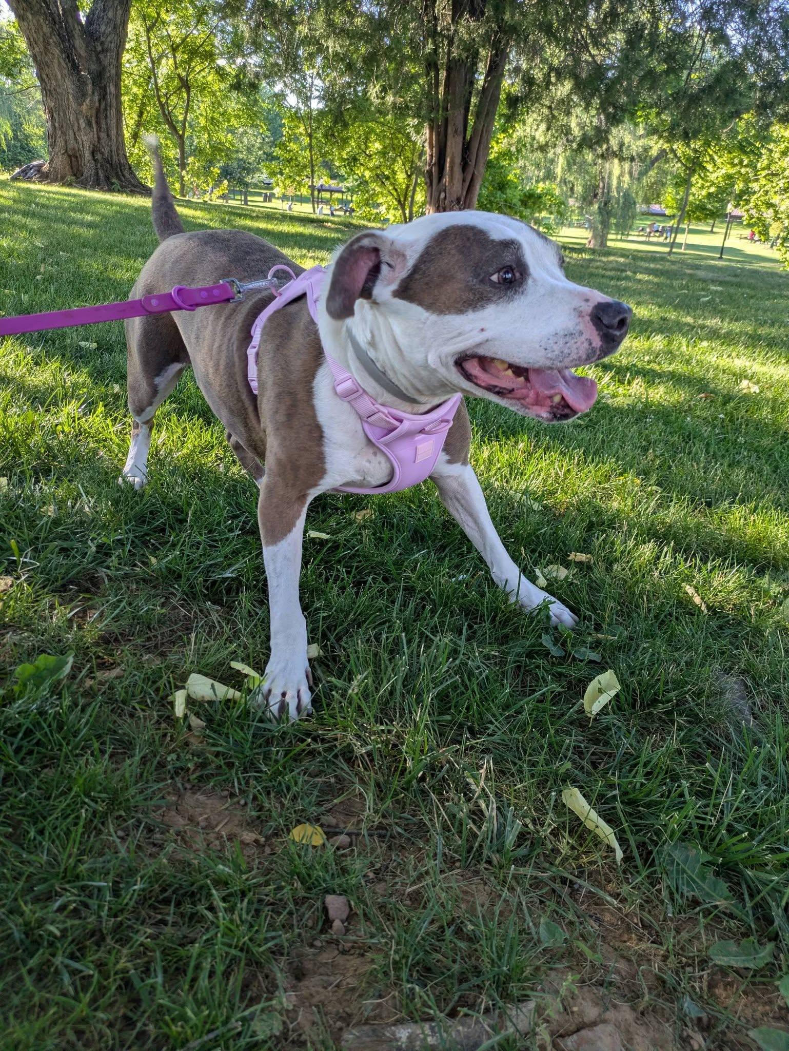 Enlarge Daisy -- Courtesy Post, a Adoptable mixed breed in Frederick, MD image 5/6