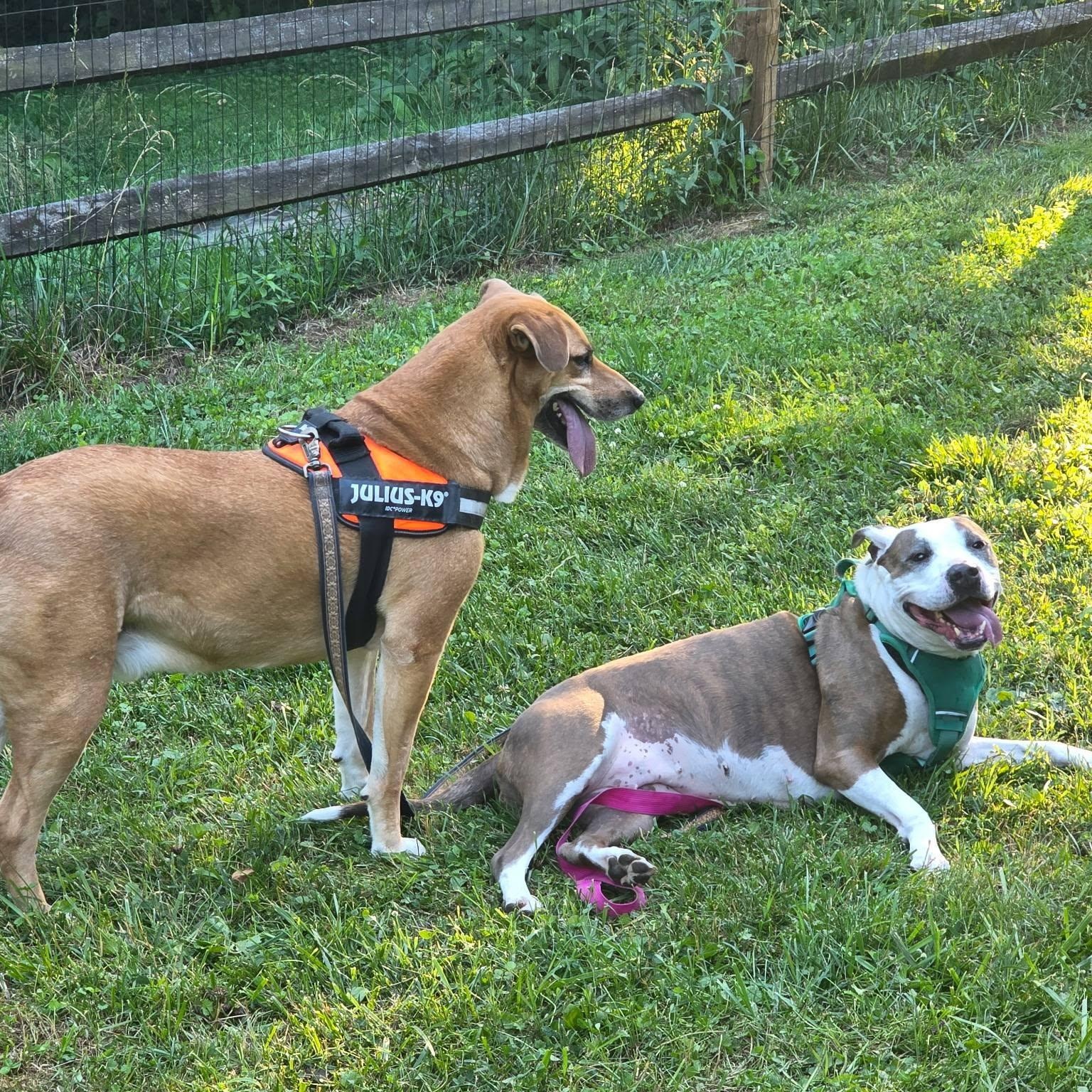 Enlarge Daisy -- Courtesy Post, a Adoptable mixed breed in Frederick, MD image 4/6