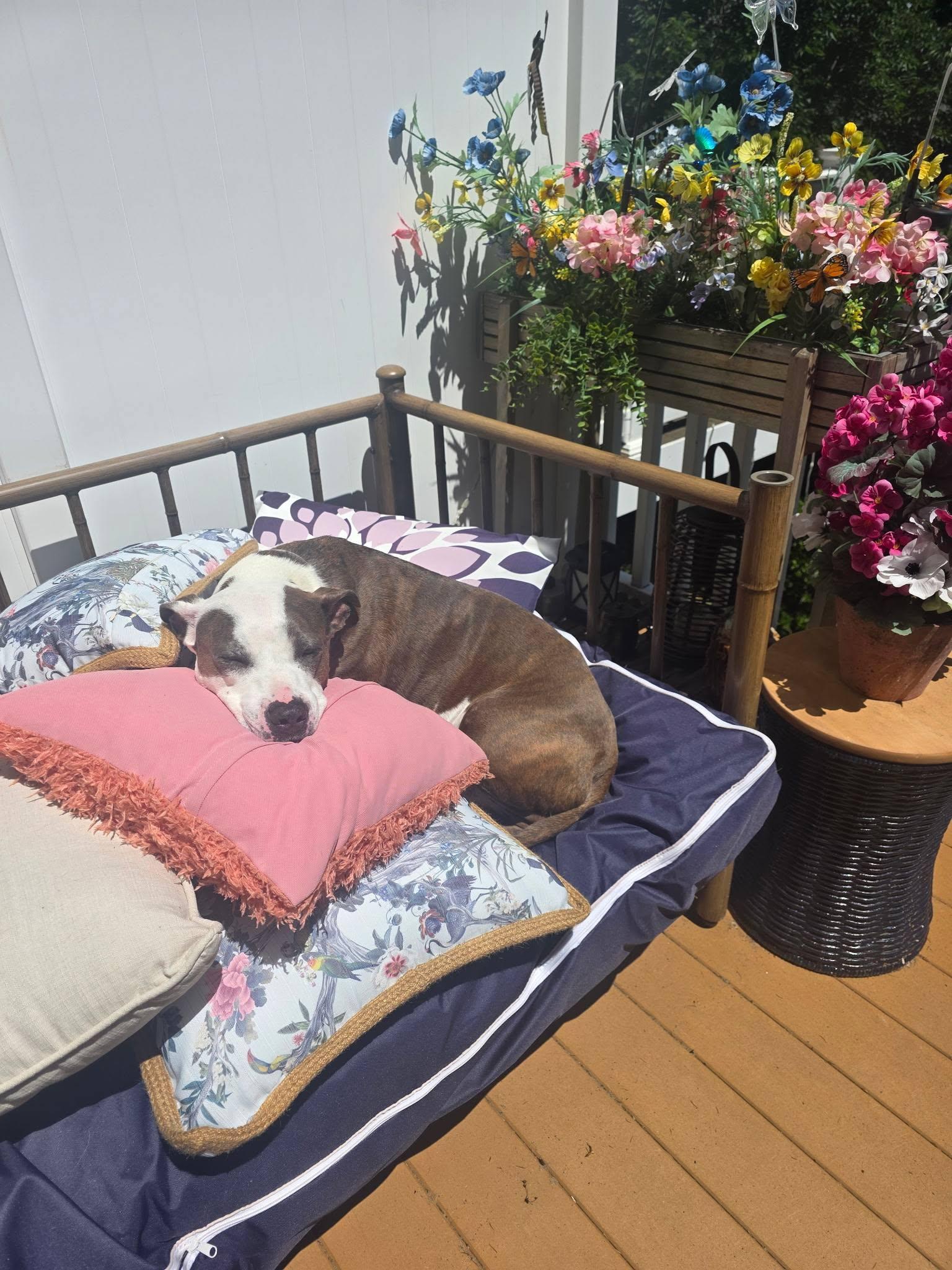 Enlarge Daisy -- Courtesy Post, a Adoptable mixed breed in Frederick, MD image 3/6