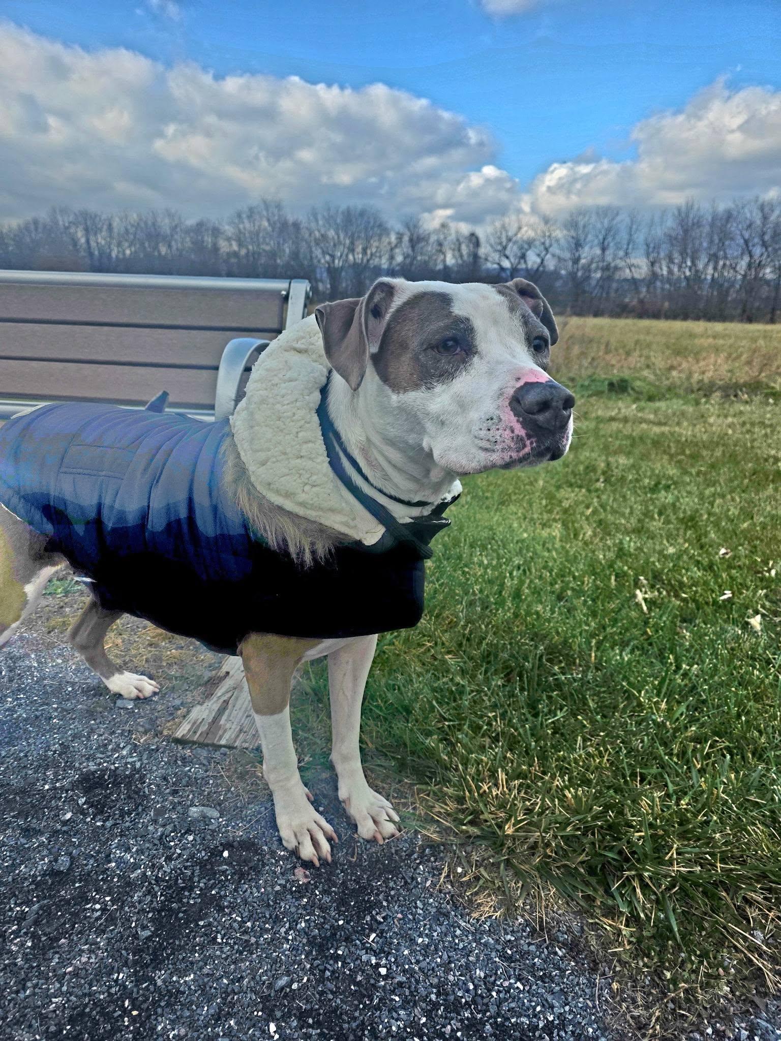 Enlarge Daisy -- Courtesy Post, a Adoptable mixed breed in Frederick, MD image 2/6