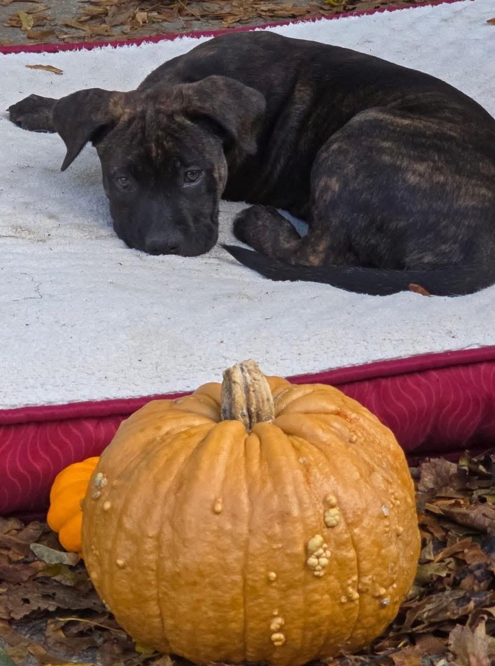 Enlarge Wilber, a Adopted mixed breed in Akron, NY image 1/3