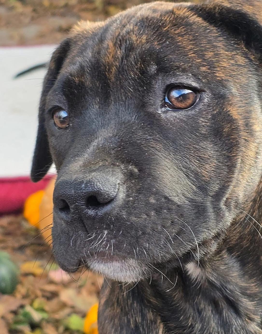 Enlarge Wilber, a Adopted mixed breed in Akron, NY image 2/3