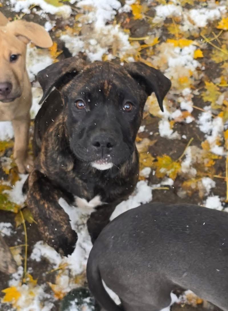 Enlarge Wilber, a Adopted mixed breed in Akron, NY image 3/3