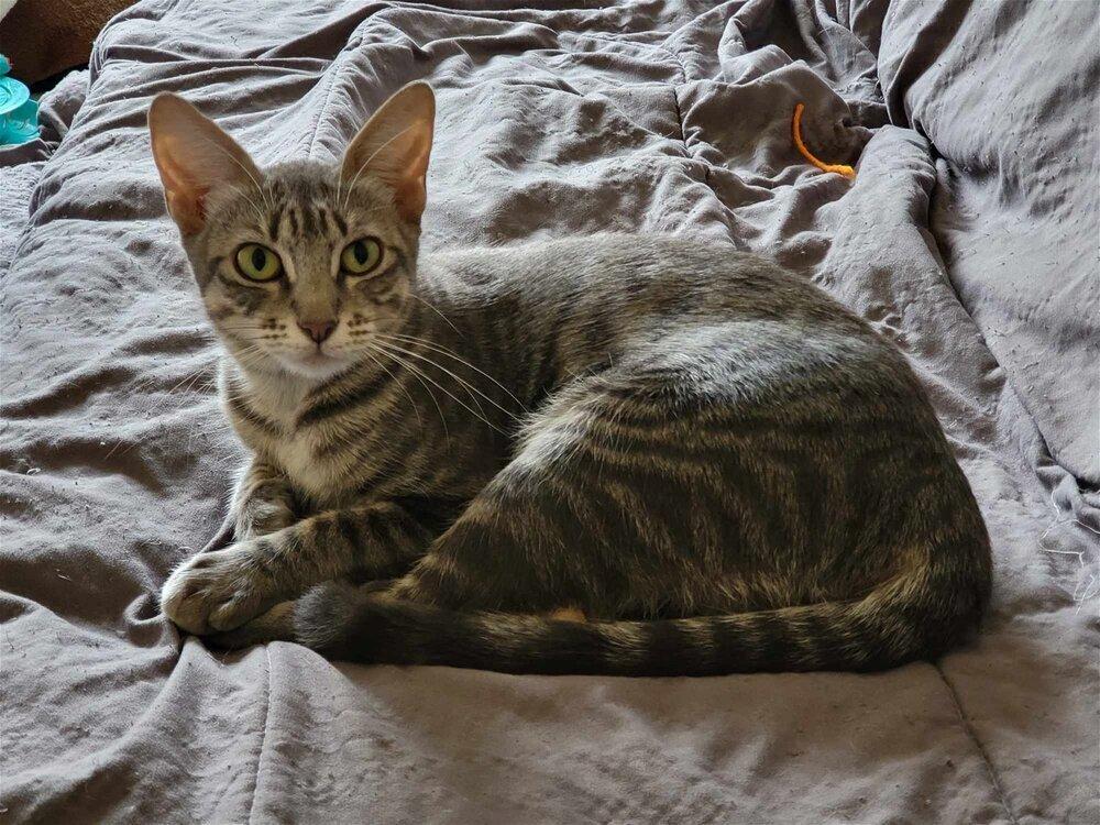 Sophie 10, Adoptable, Adult Female Egyptian Mau & Tabby.