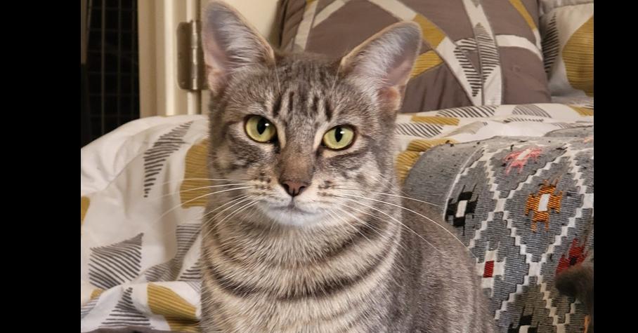 Sophie 10, Adoptable, Adult Female Egyptian Mau & Tabby.