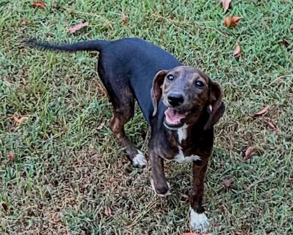 Abby, ADOPTABLE, Puppy Female Mixed Breed.