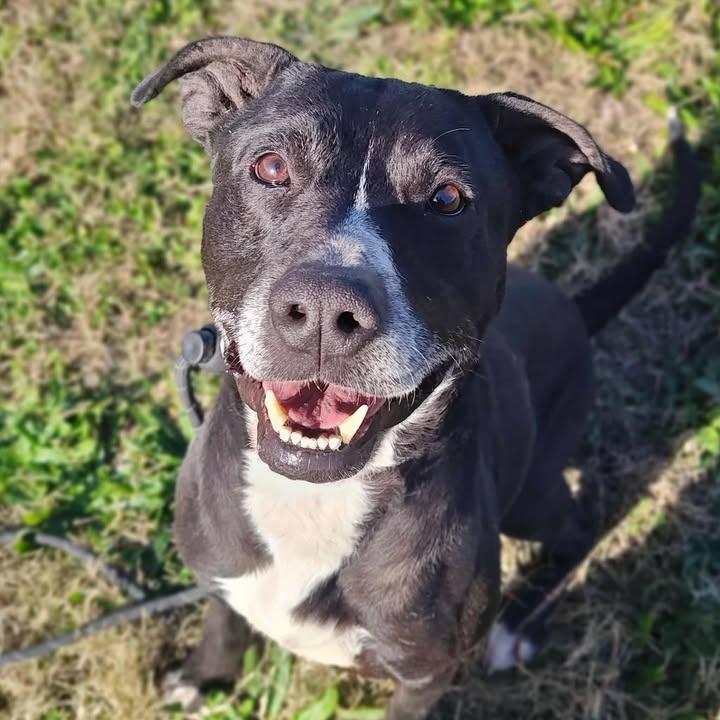 Boomer, Adoptable, Adult Male Pit Bull Terrier.