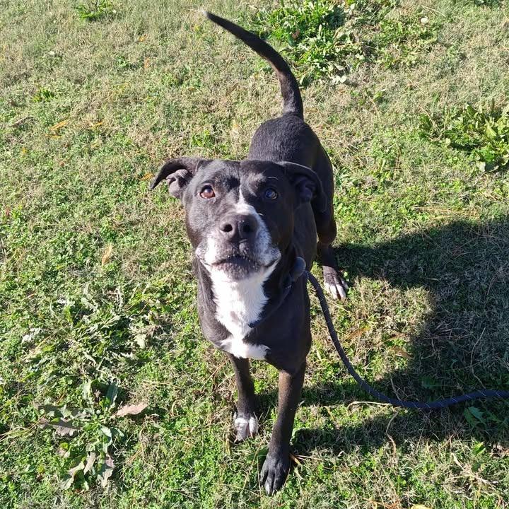 Boomer, a Adoptable Pit Bull Terrier in Springdale, AR image 1/6