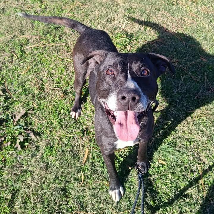 Enlarge Boomer, a Adoptable Pit Bull Terrier in Springdale, AR image 2/6