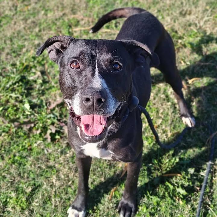 Enlarge Boomer, a Adoptable Pit Bull Terrier in Springdale, AR image 3/6