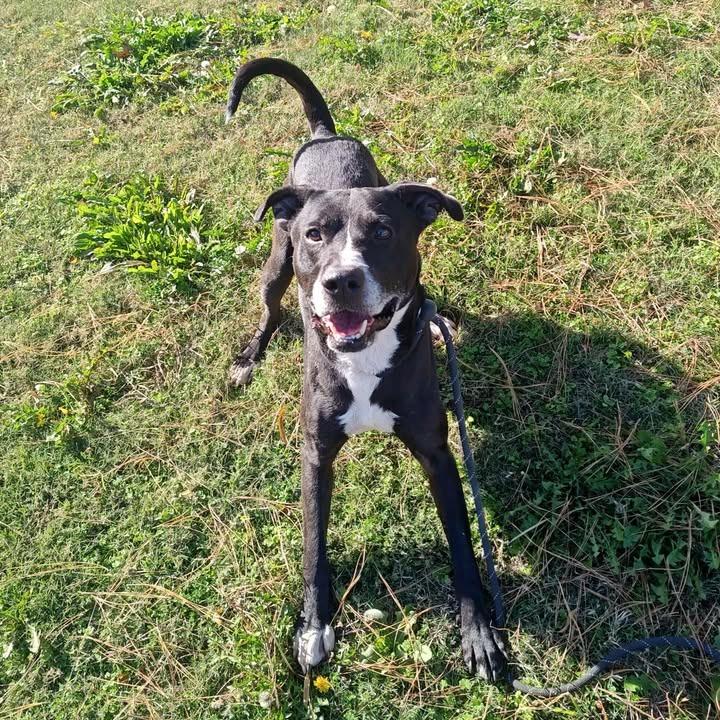 Boomer, a Adoptable Pit Bull Terrier in Springdale, AR image 5/6