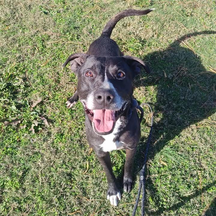 Enlarge Boomer, a Adoptable Pit Bull Terrier in Springdale, AR image 5/6