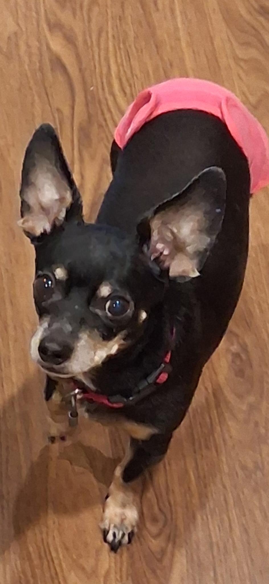 Enlarge Lucy, a ADOPTABLE mixed breed in Maiden, NC image 1/3