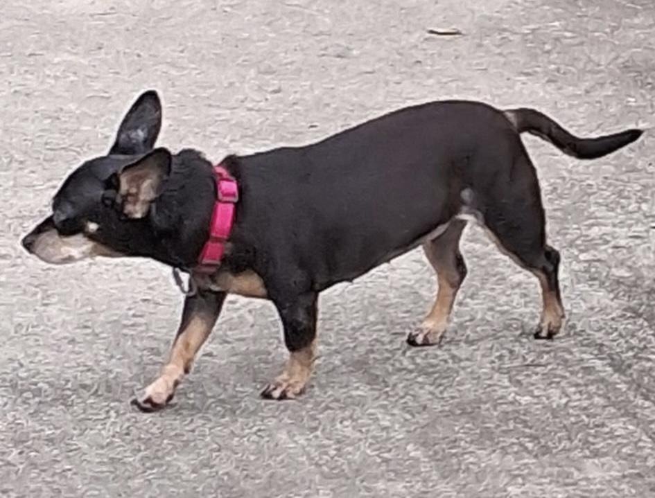 Enlarge Lucy, a ADOPTABLE mixed breed in Maiden, NC image 3/3