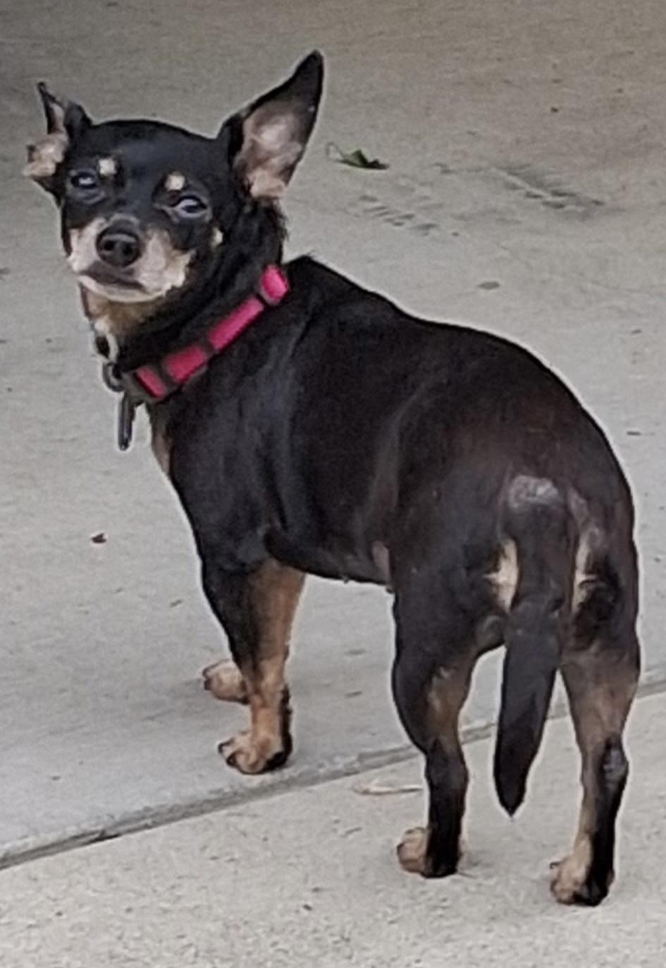 Enlarge Lucy, a ADOPTABLE mixed breed in Maiden, NC image 2/3