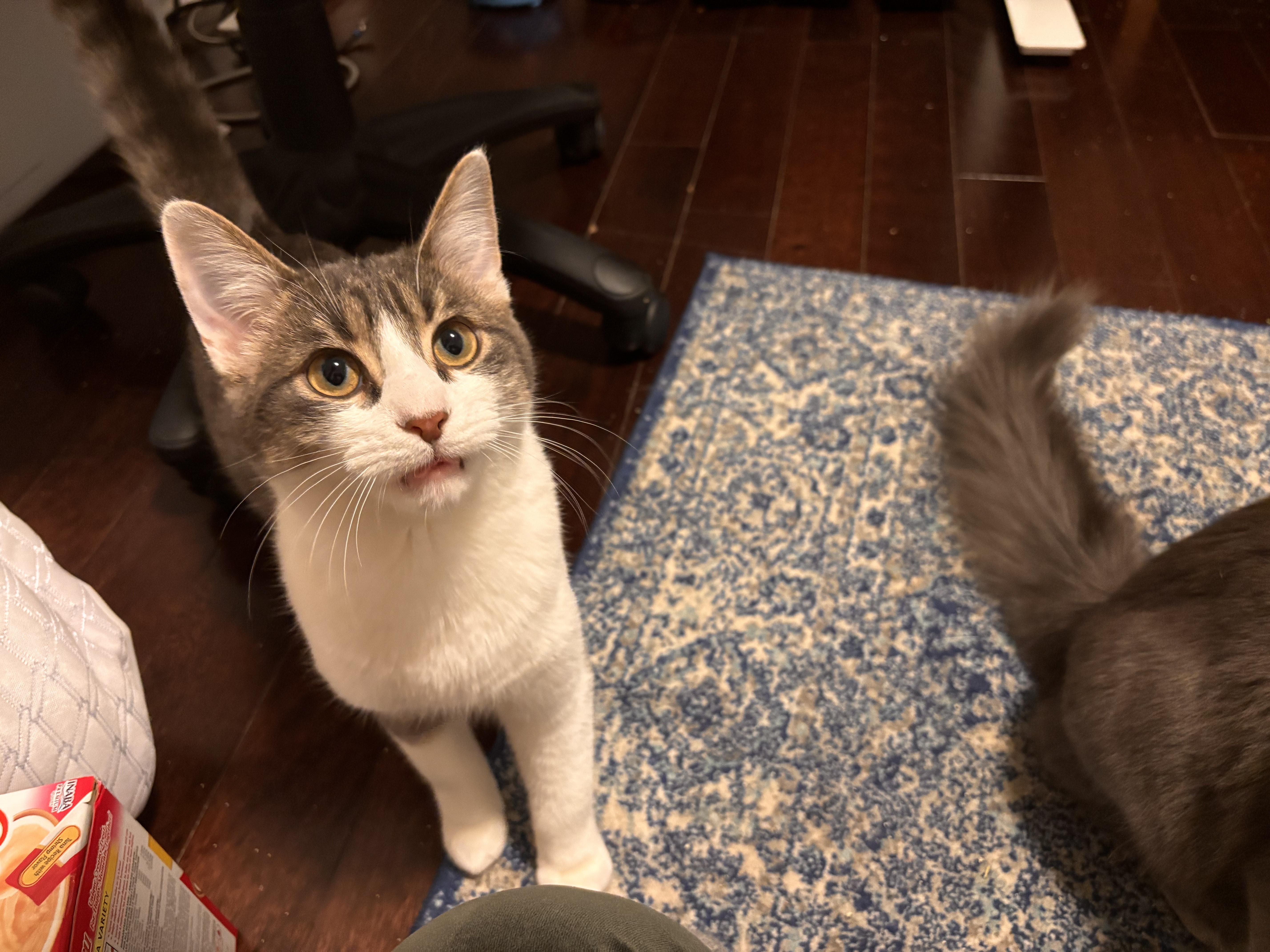 Enlarge Georgie *MUST BE ADOPTED AS A BUDDY CAT*, an adopted Domestic Short Hair in Toronto, ON image 4/6