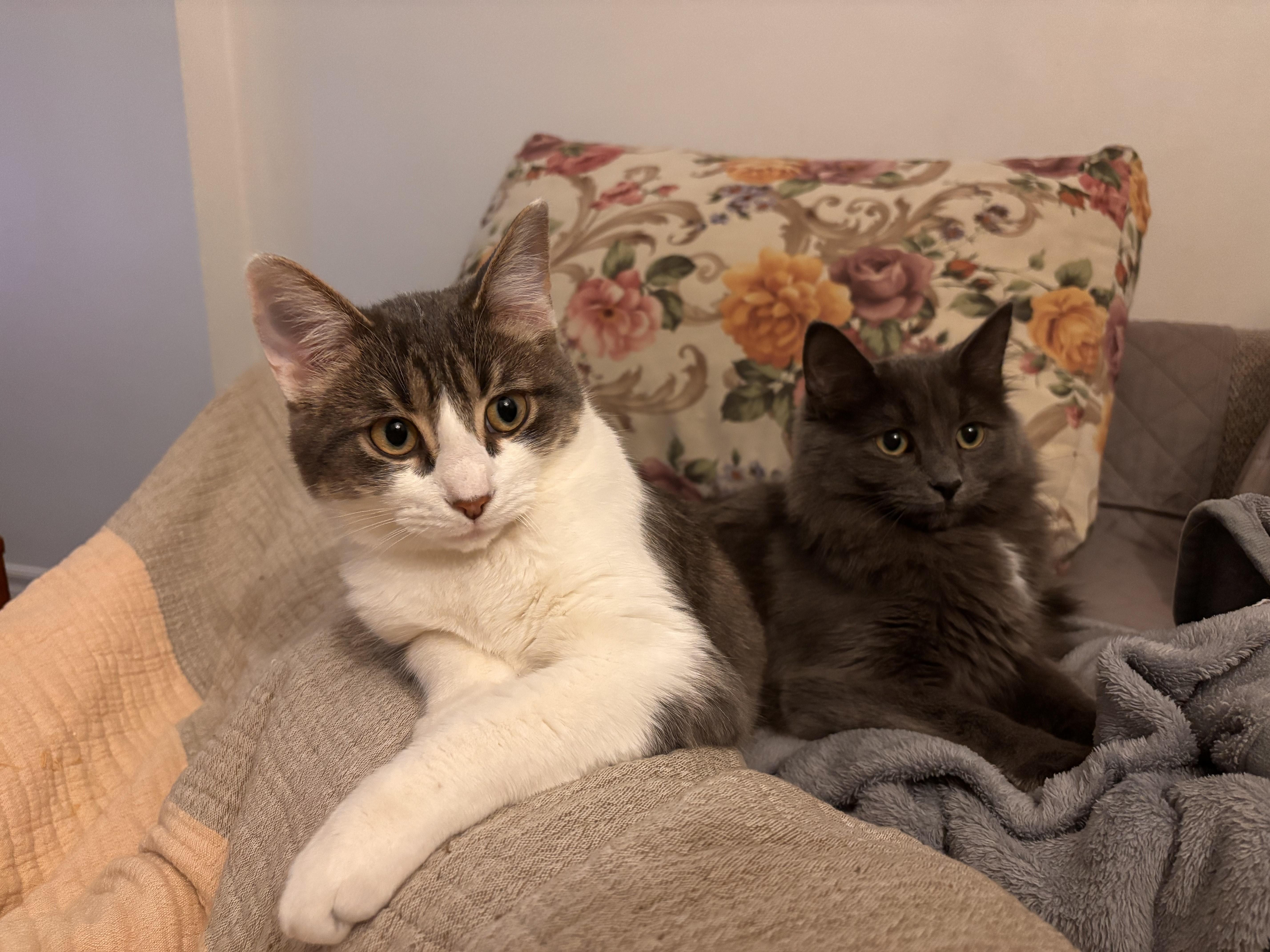 Enlarge Georgie *MUST BE ADOPTED AS A BUDDY CAT*, an adopted Domestic Short Hair in Toronto, ON image 2/6