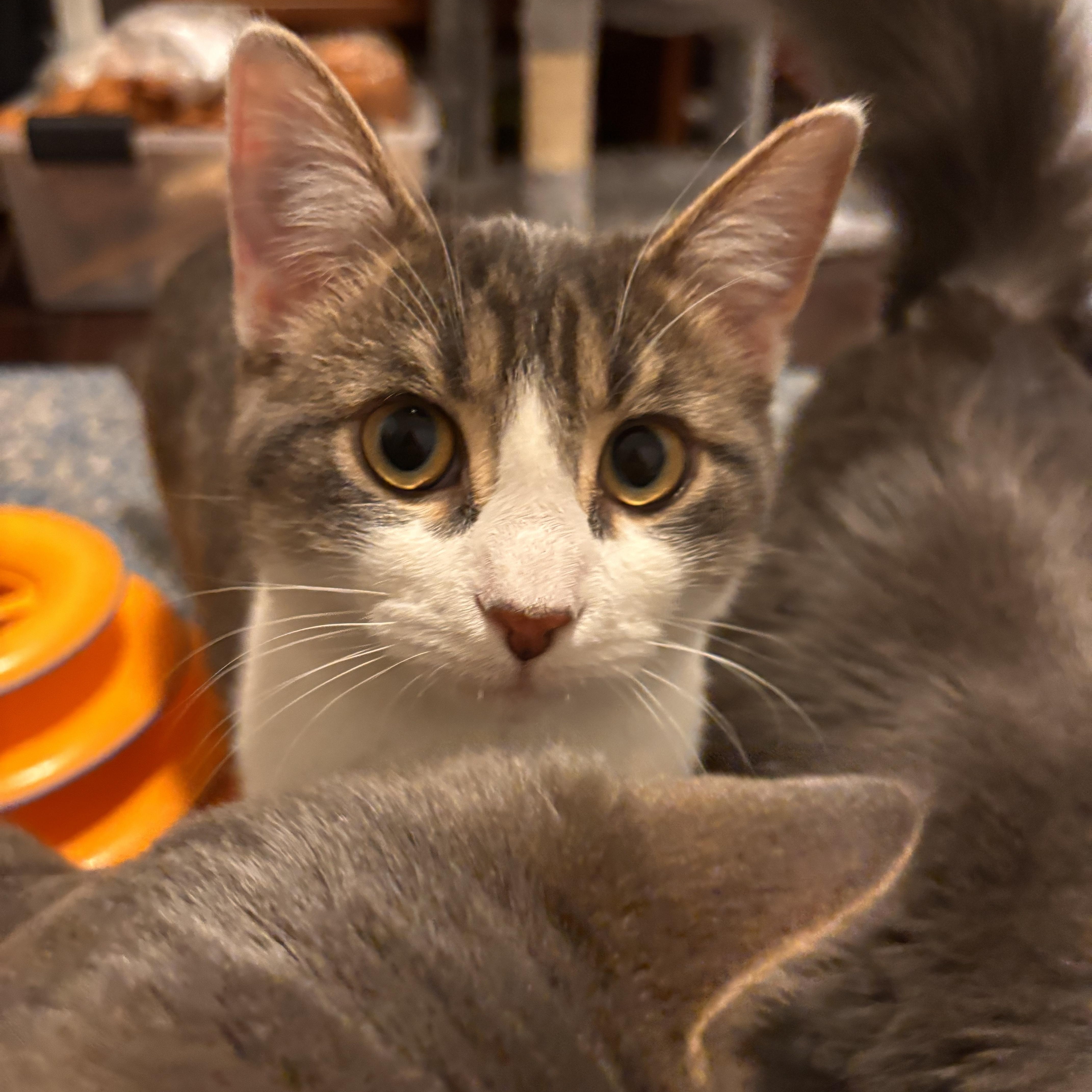 Enlarge Georgie *MUST BE ADOPTED AS A BUDDY CAT*, an adopted Domestic Short Hair in Toronto, ON image 5/6