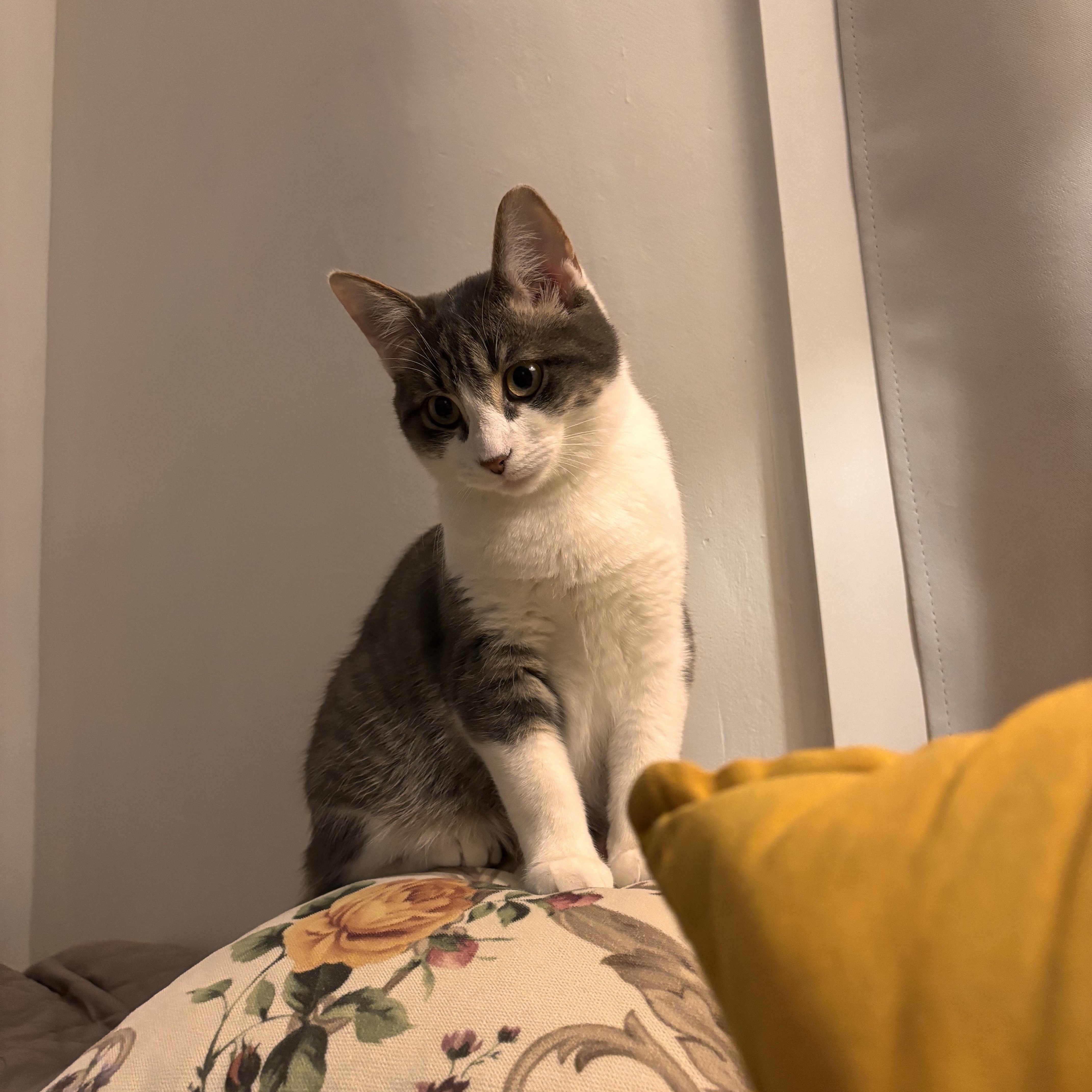 Enlarge Georgie *MUST BE ADOPTED AS A BUDDY CAT*, an adopted Domestic Short Hair in Toronto, ON image 6/6