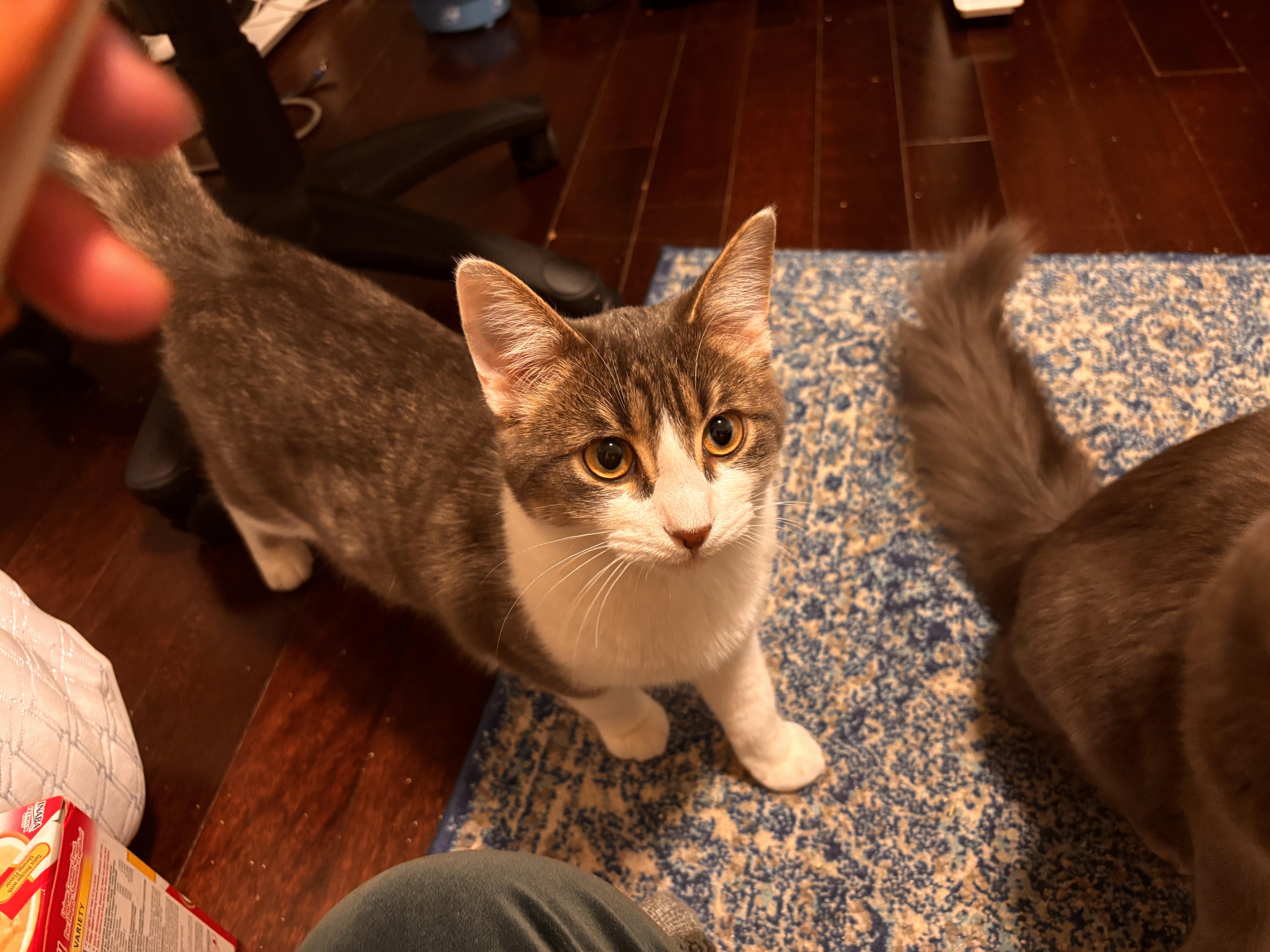 Enlarge Georgie *MUST BE ADOPTED AS A BUDDY CAT*, an adopted Domestic Short Hair in Toronto, ON image 3/6