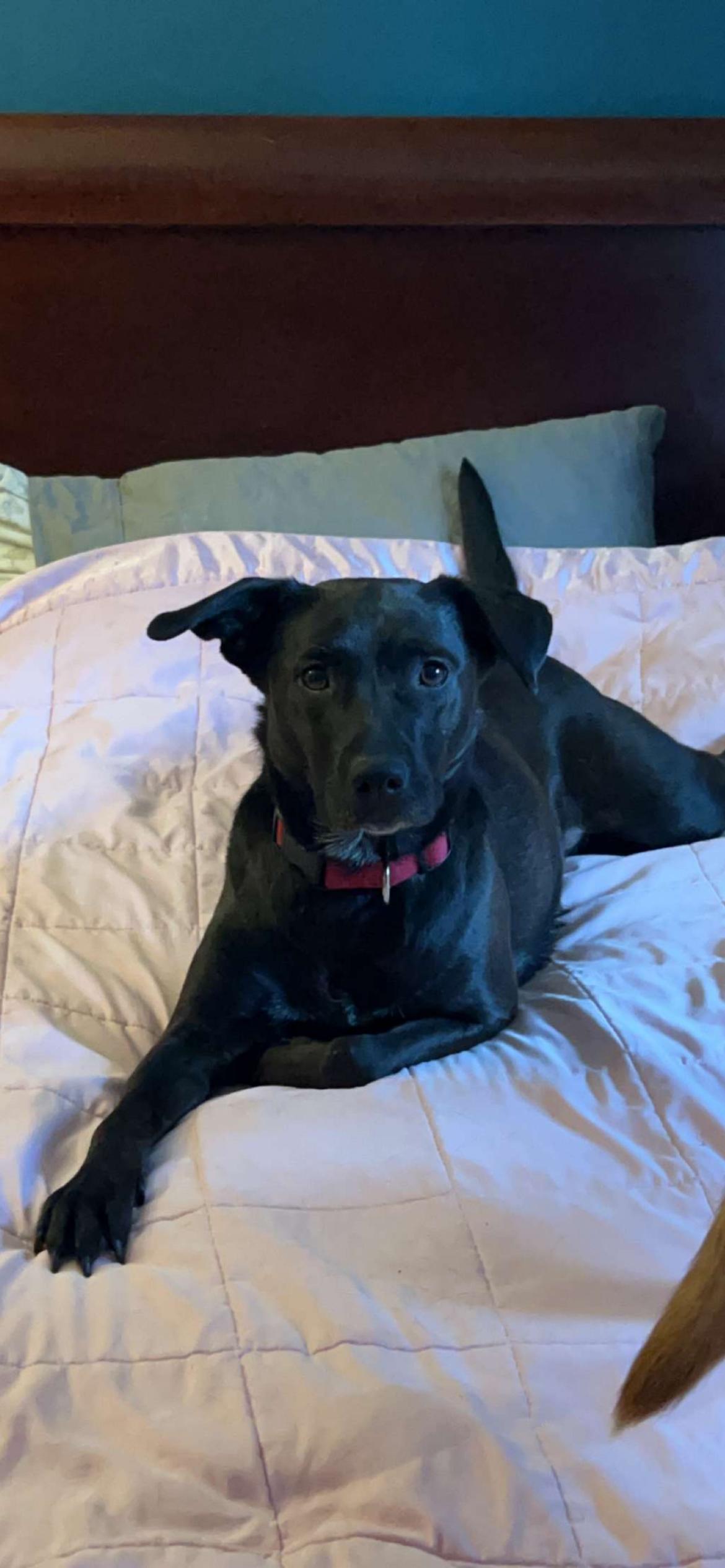 Raven, Adult Female Black Labrador Retriever
