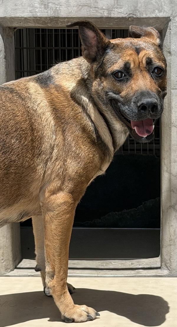 Zanie, Adoptable, Adult Female Shepherd.