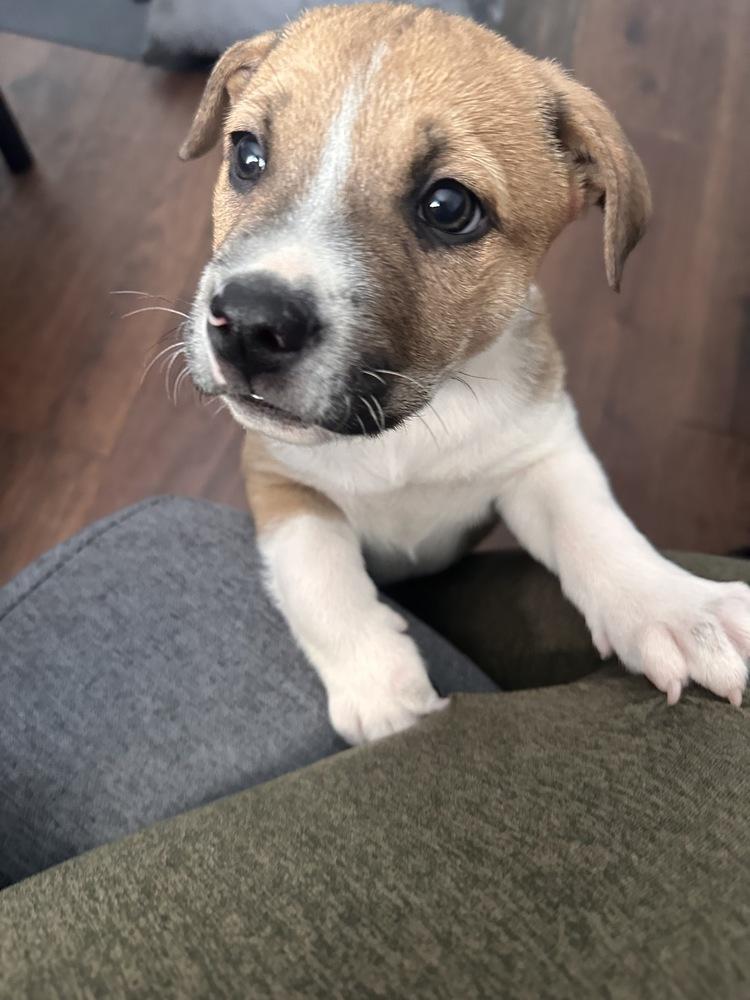 Enlarge Churro, a Adoptable mixed breed in Greenlawn, NY image 1/6
