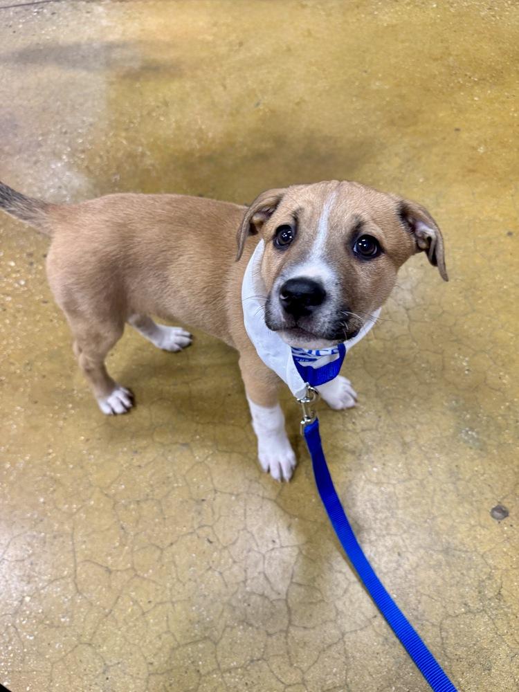 Enlarge Churro, a Adoptable mixed breed in Greenlawn, NY image 2/6